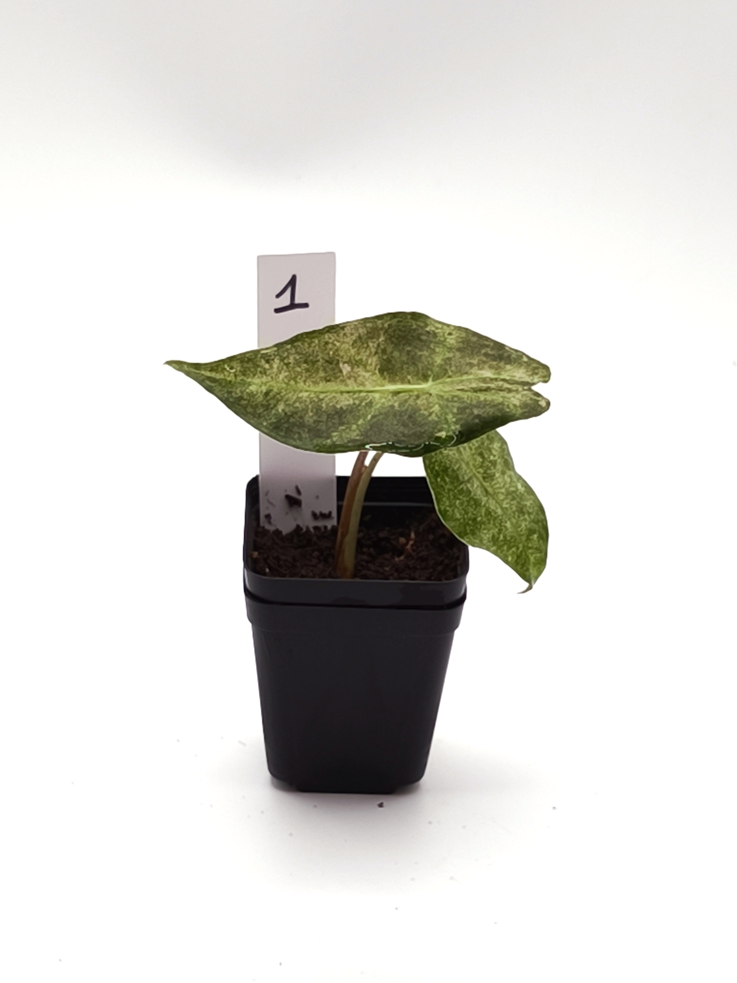 Alocasia Black Satun Stardust