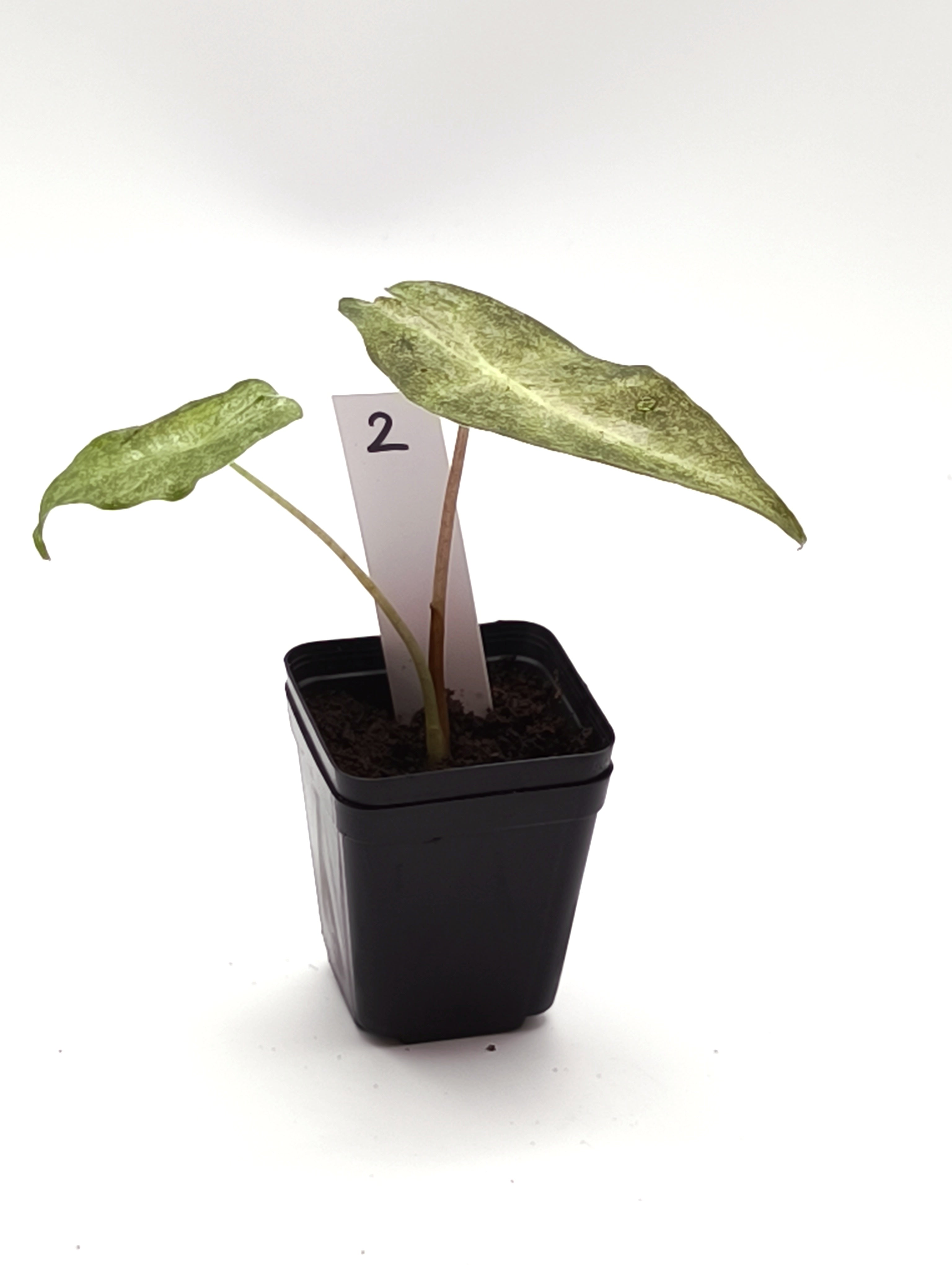 Alocasia Black Satun Stardust