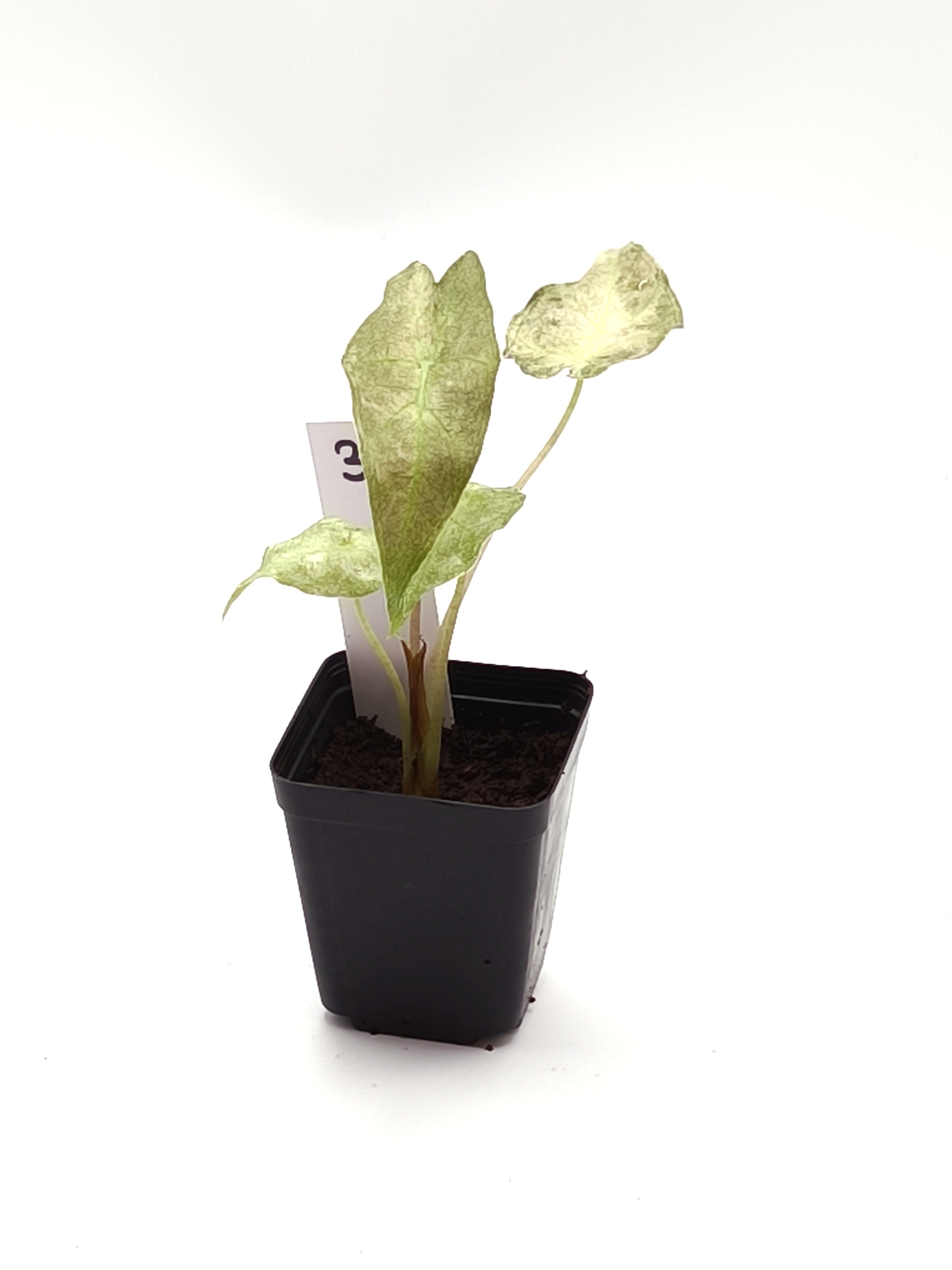 Alocasia Black Satun Stardust