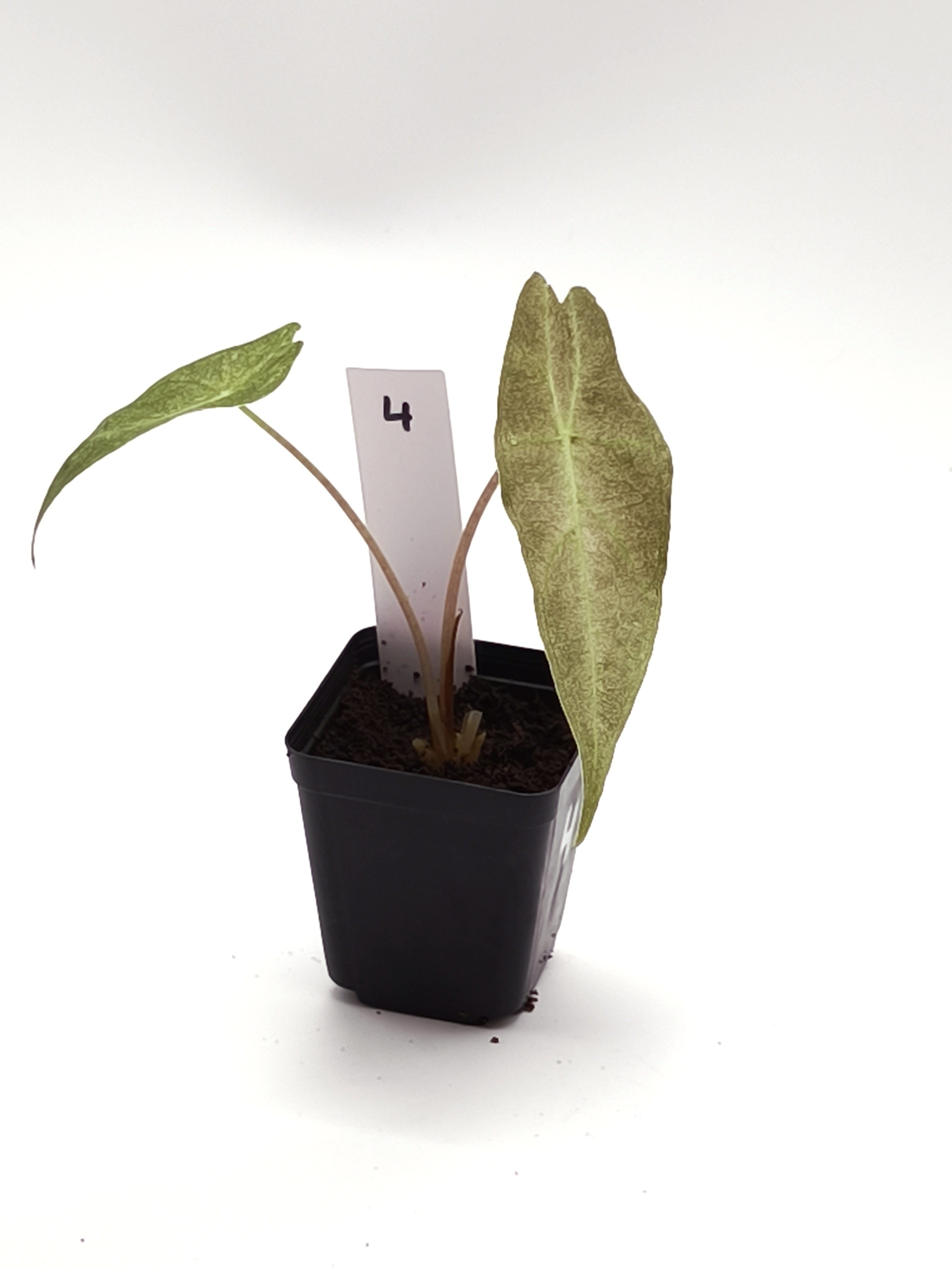 Alocasia Black Satun Stardust