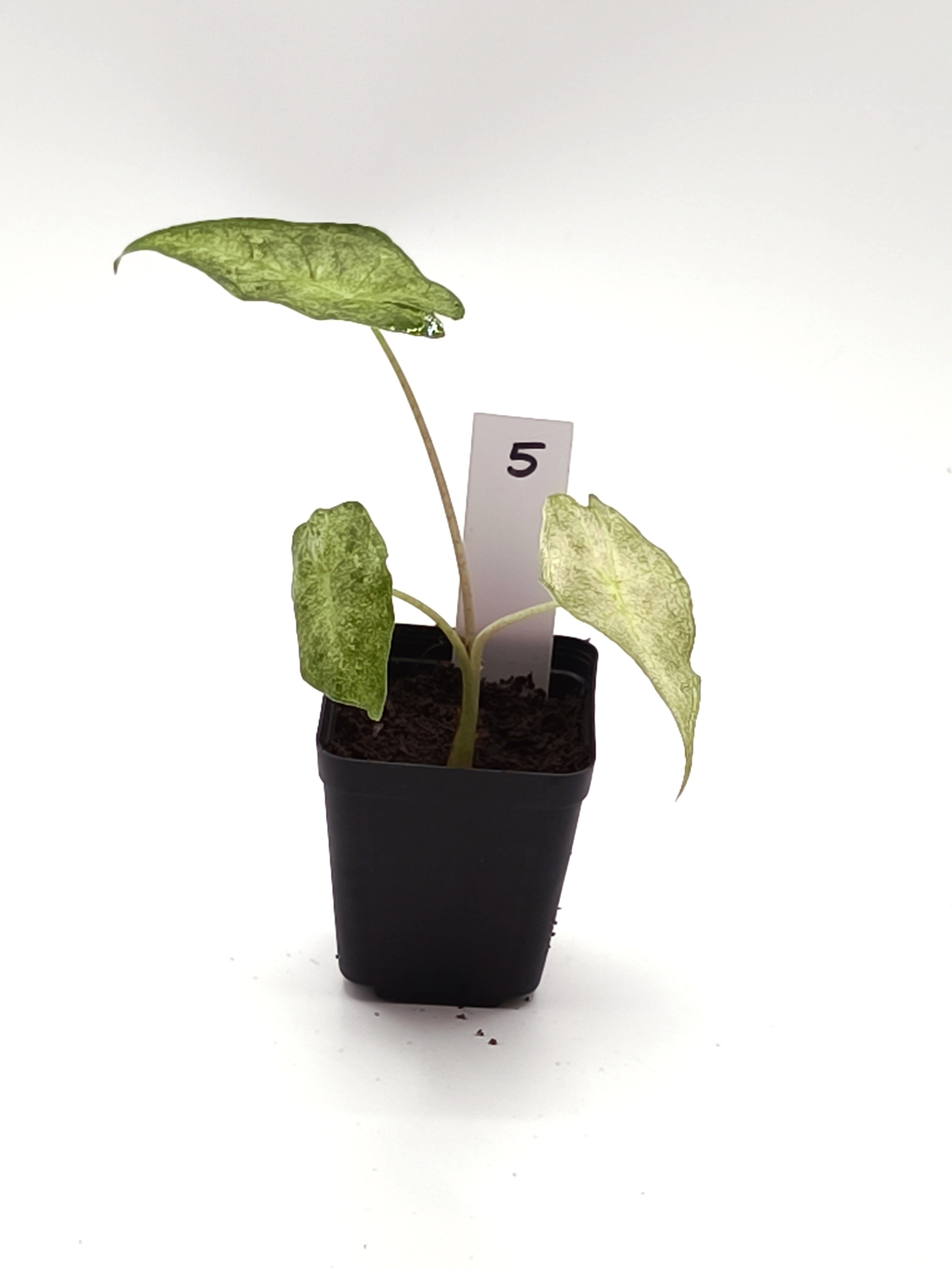 Alocasia Black Satun Stardust