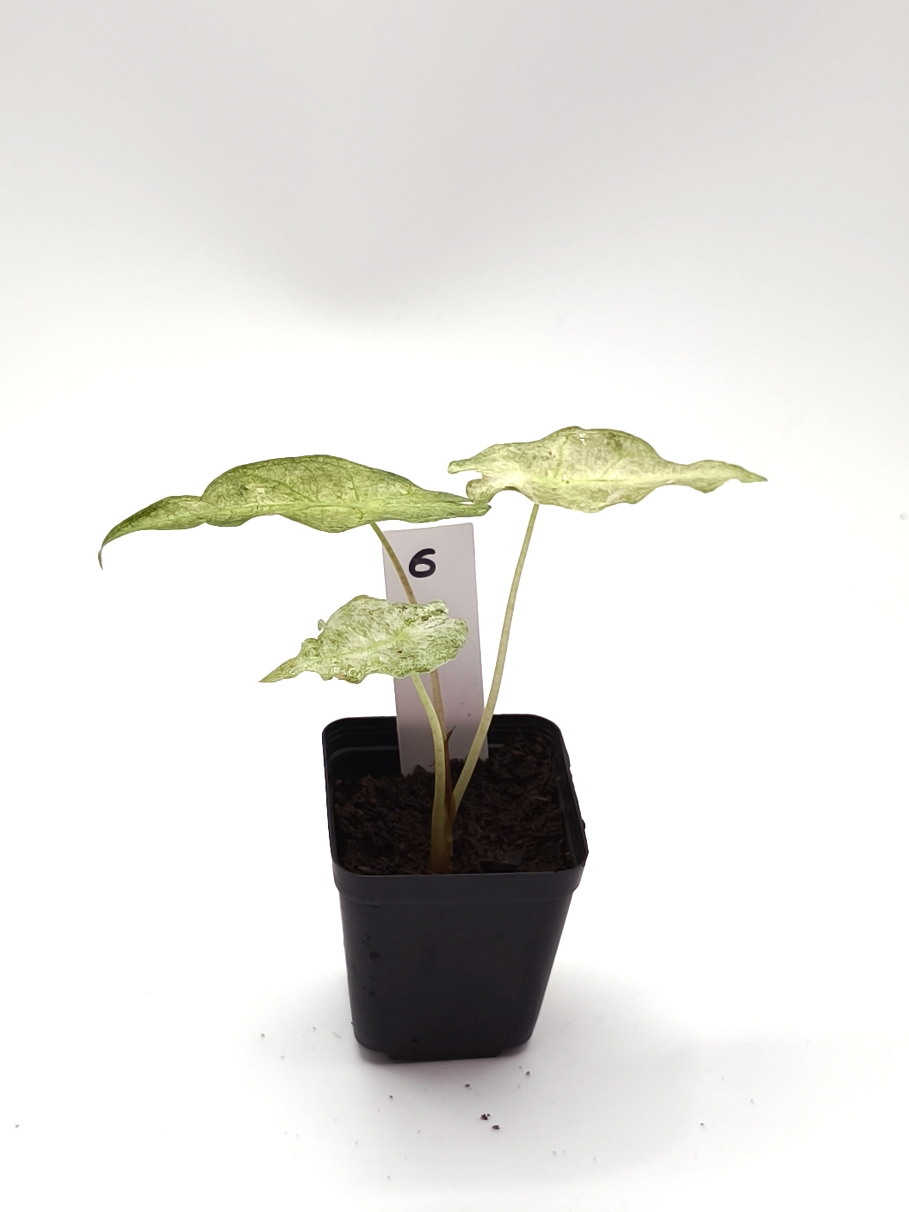 Alocasia Black Satun Stardust