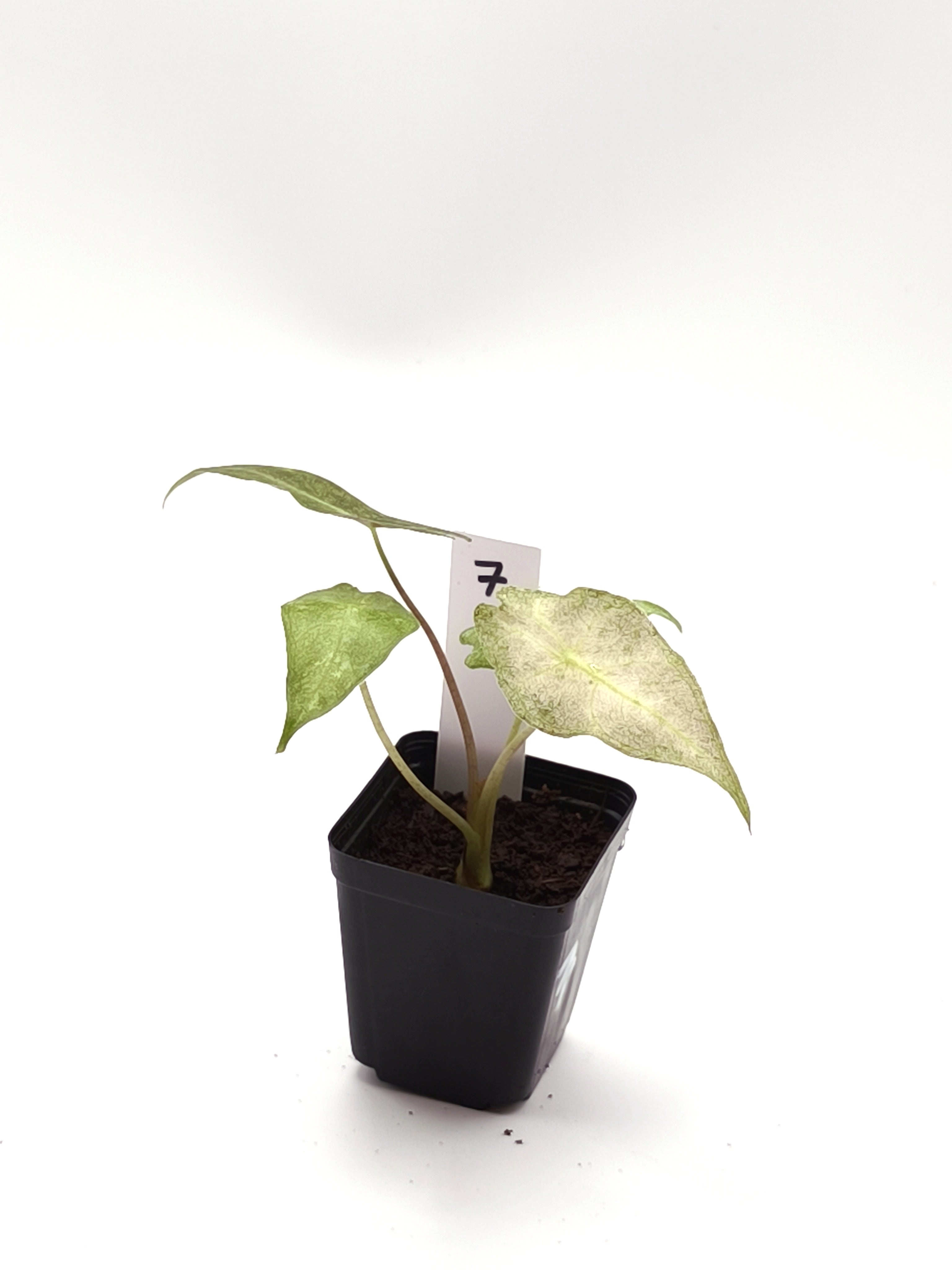 Alocasia Black Satun Stardust