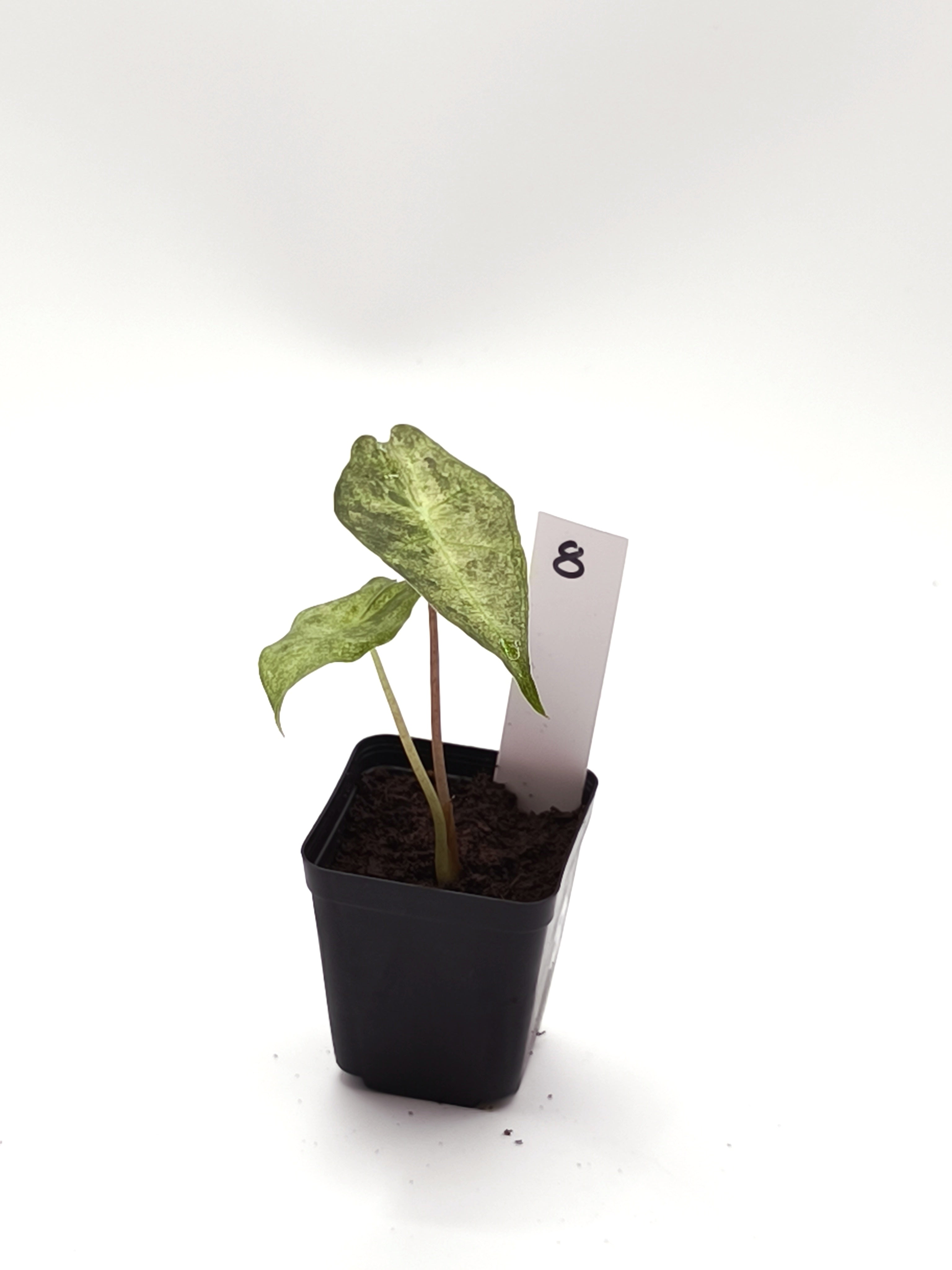 Alocasia Black Satun Stardust