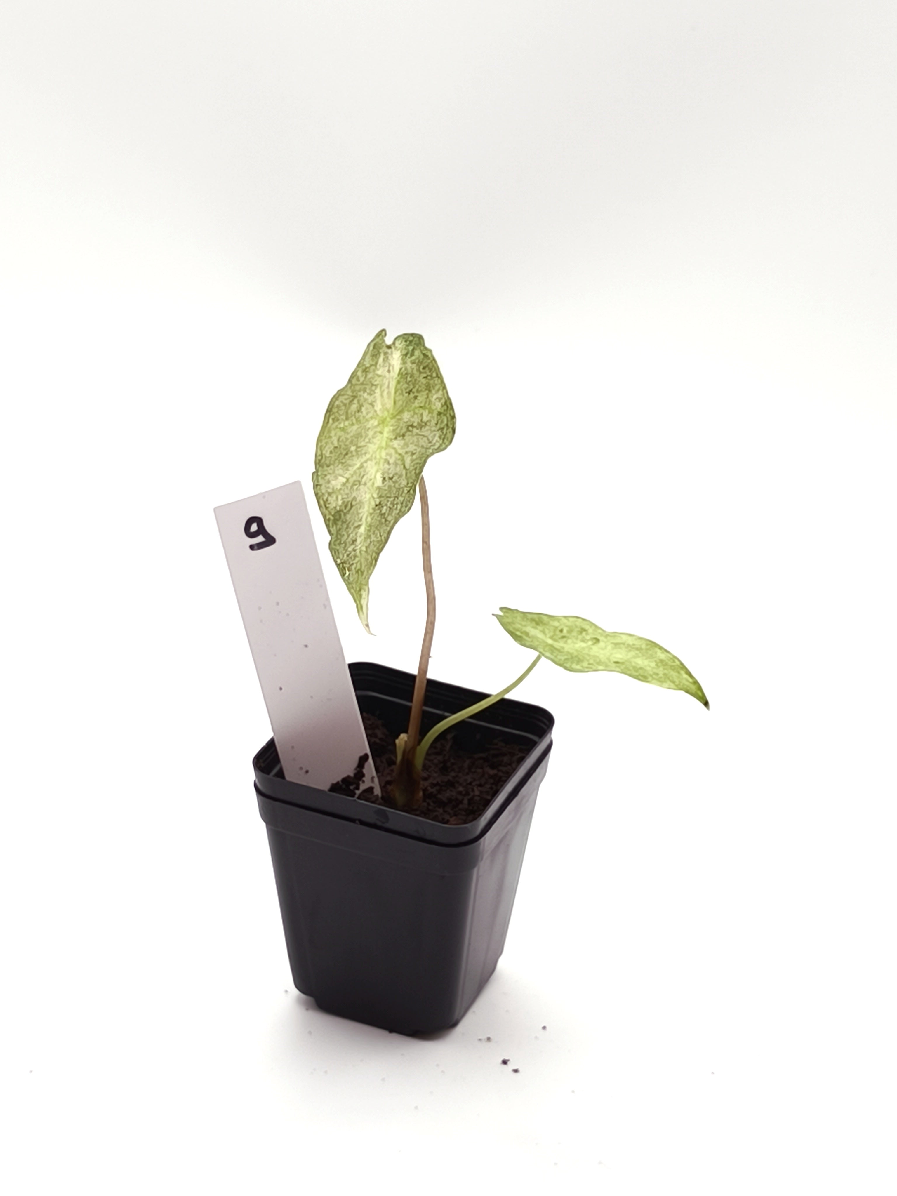 Alocasia Black Satun Stardust