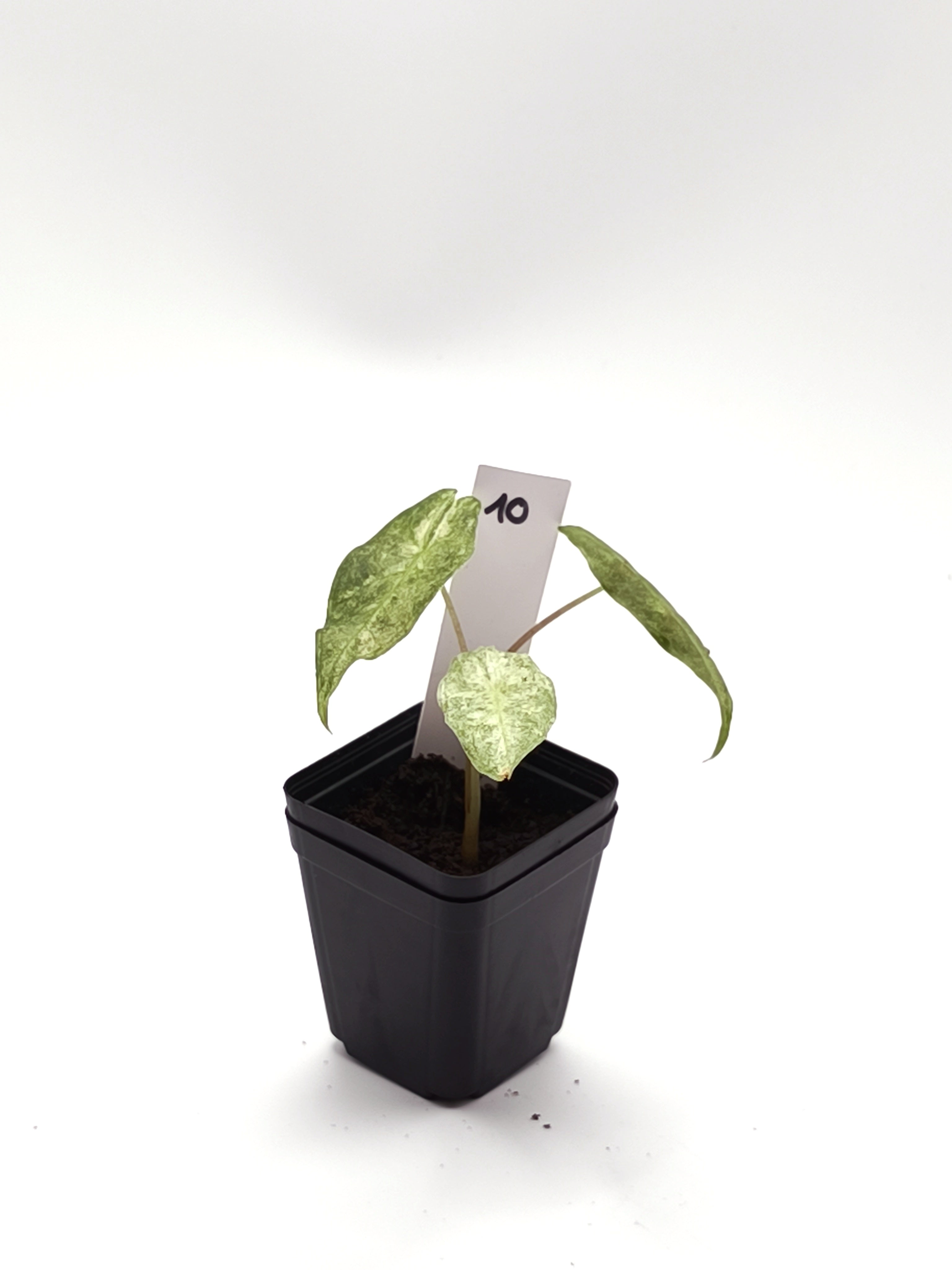 Alocasia Black Satun Stardust