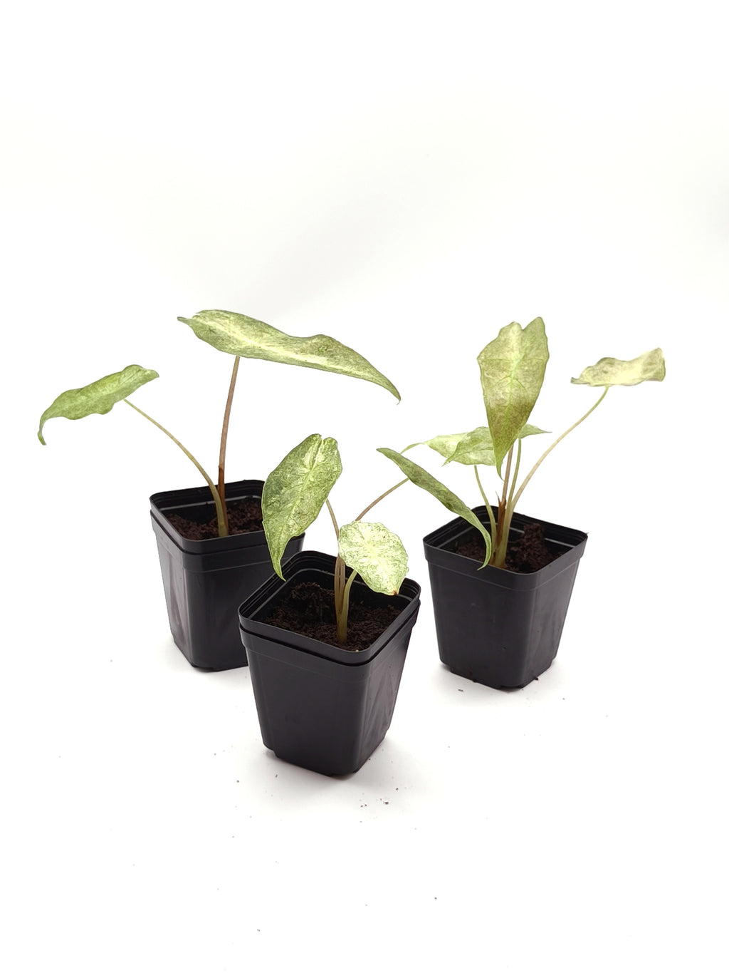 Alocasia Black Satun Stardust