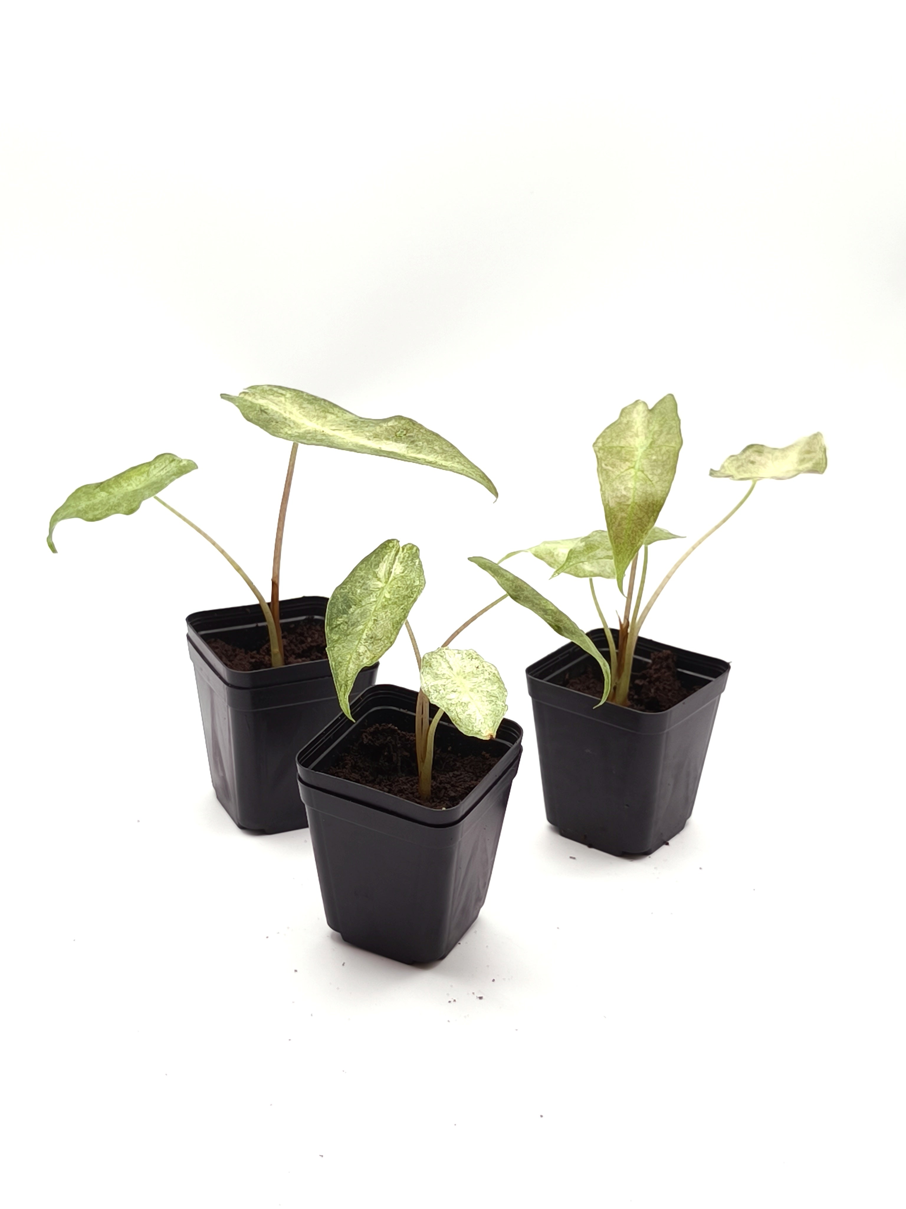 Alocasia Black Satun Stardust