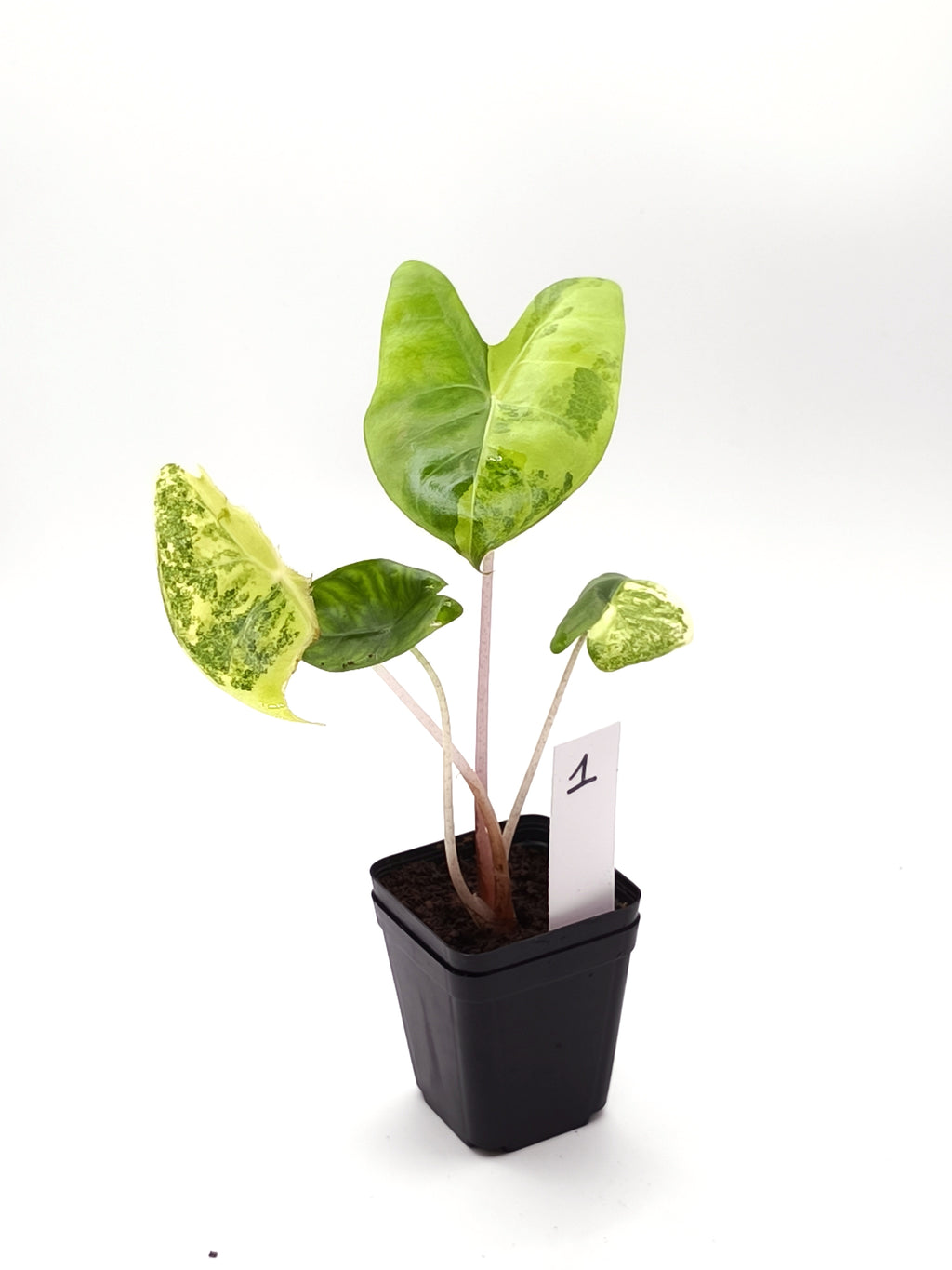 Alocasia Pink Dragon Aurea Variegata
