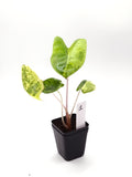 Alocasia Pink Dragon Aurea Variegata