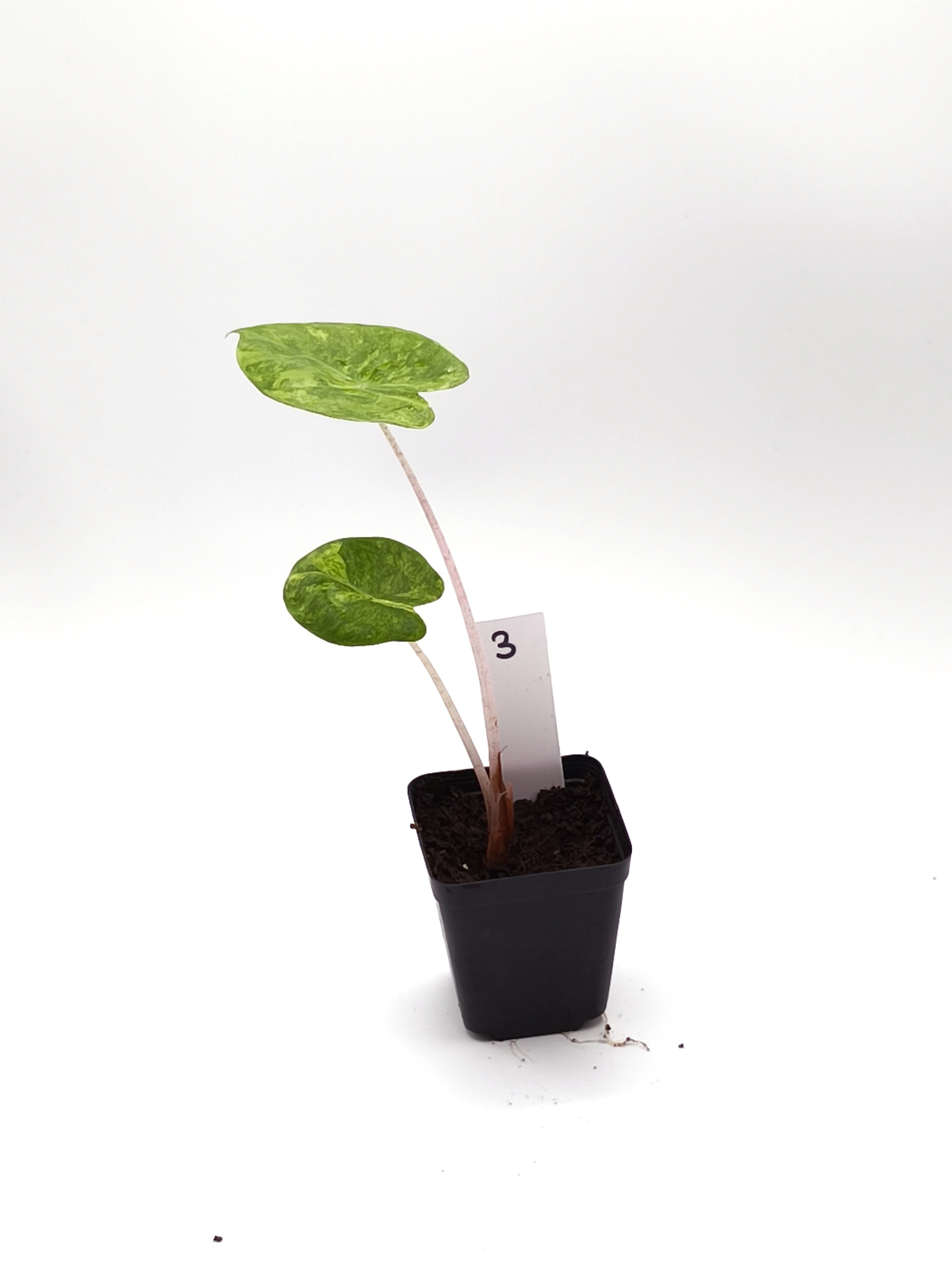 Alocasia Pink Dragon Aurea Variegata