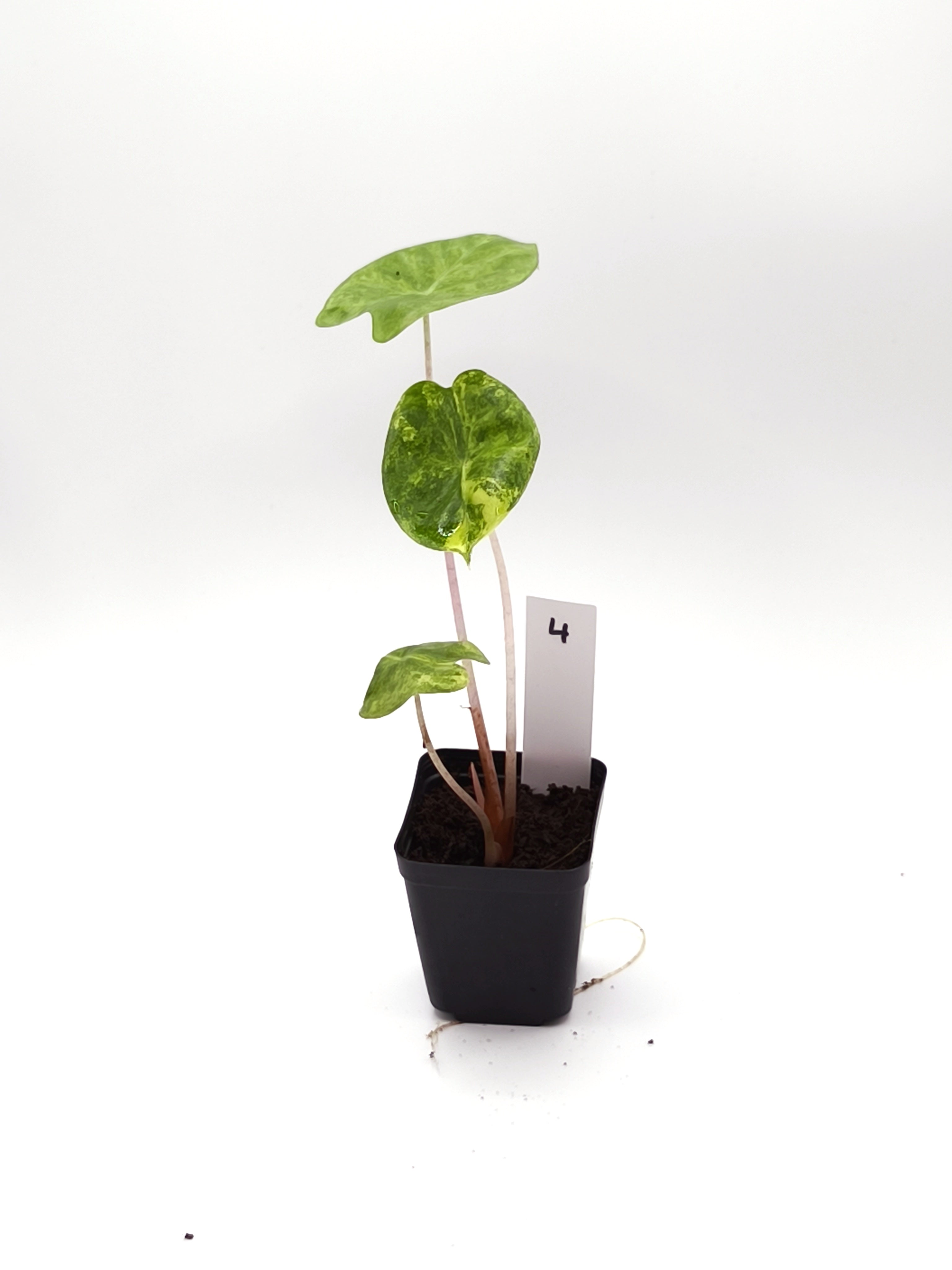 Alocasia Pink Dragon Aurea Variegata