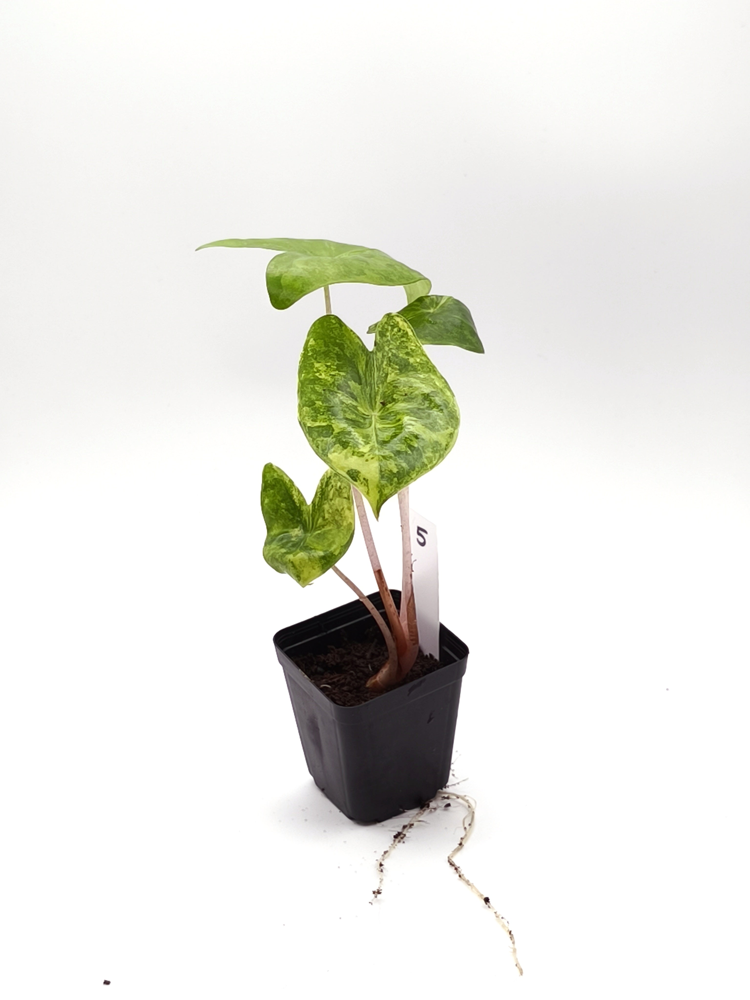 Alocasia Pink Dragon Aurea Variegata