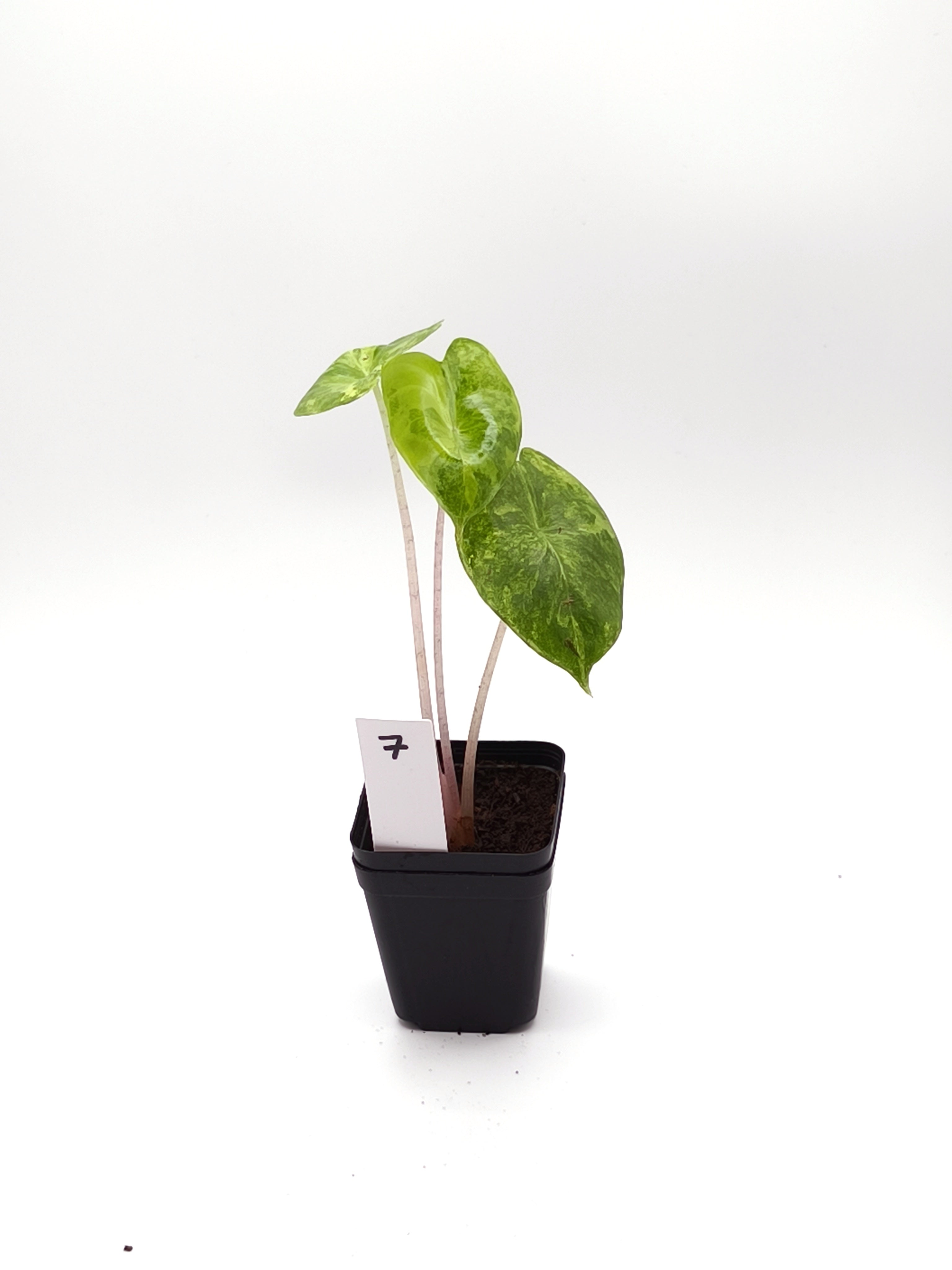 Alocasia Pink Dragon Aurea Variegata