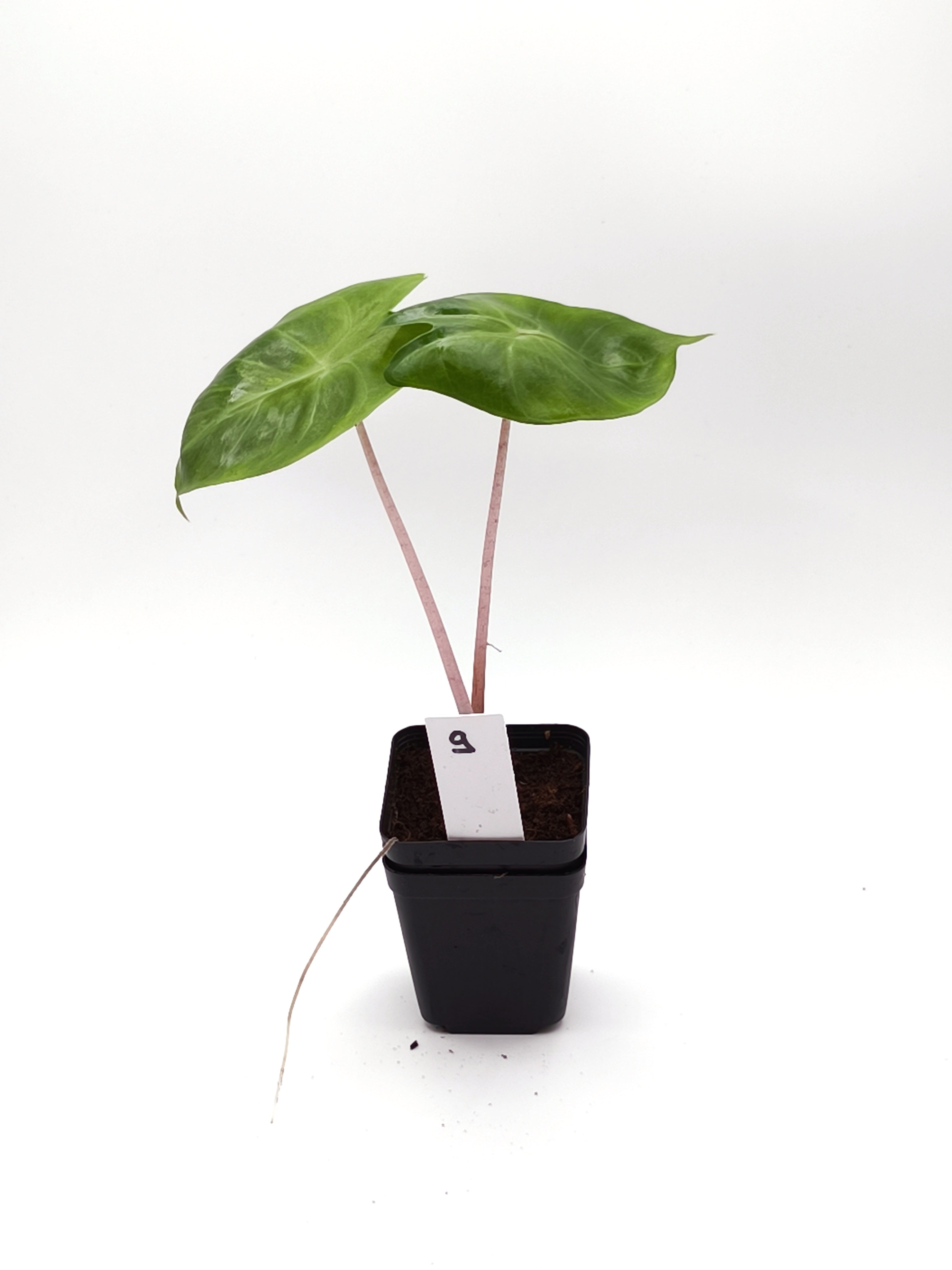 Alocasia Pink Dragon Aurea Variegata