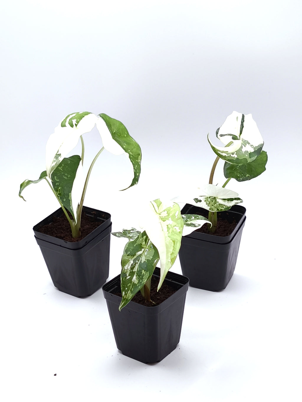 Alocasia Simpo Albo Variegata