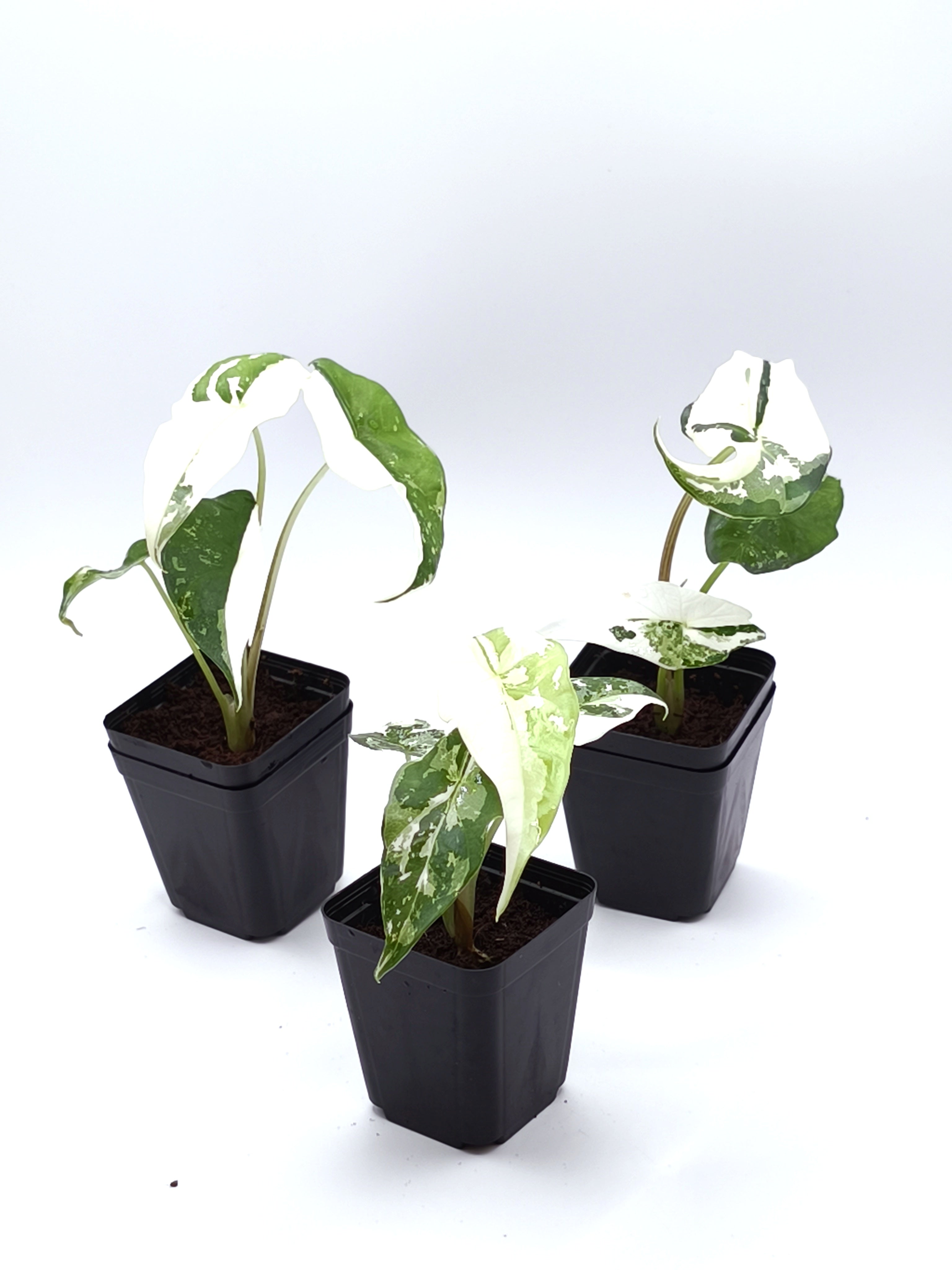Alocasia Simpo Albo Variegata