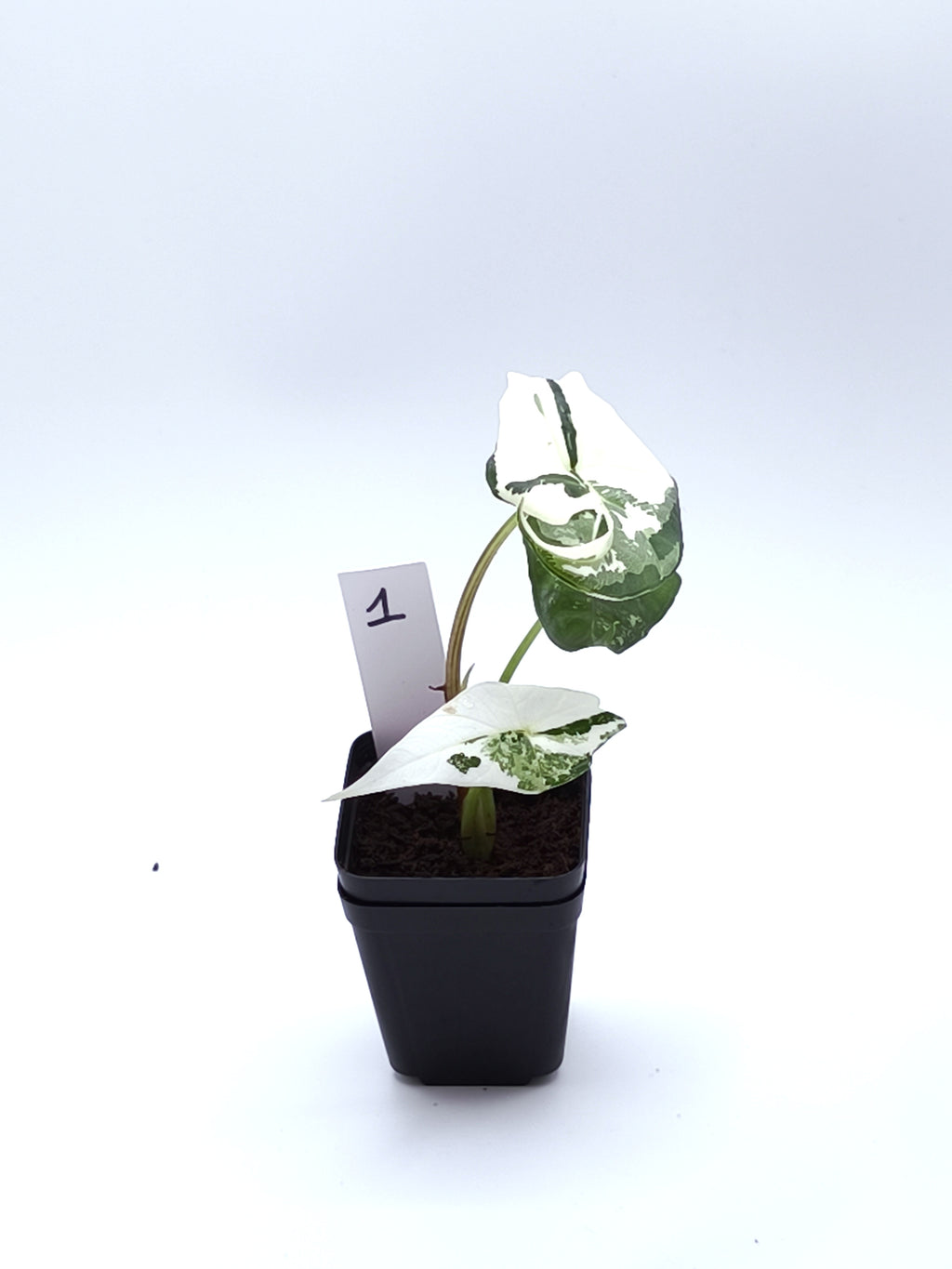 Alocasia Simpo Albo Variegata