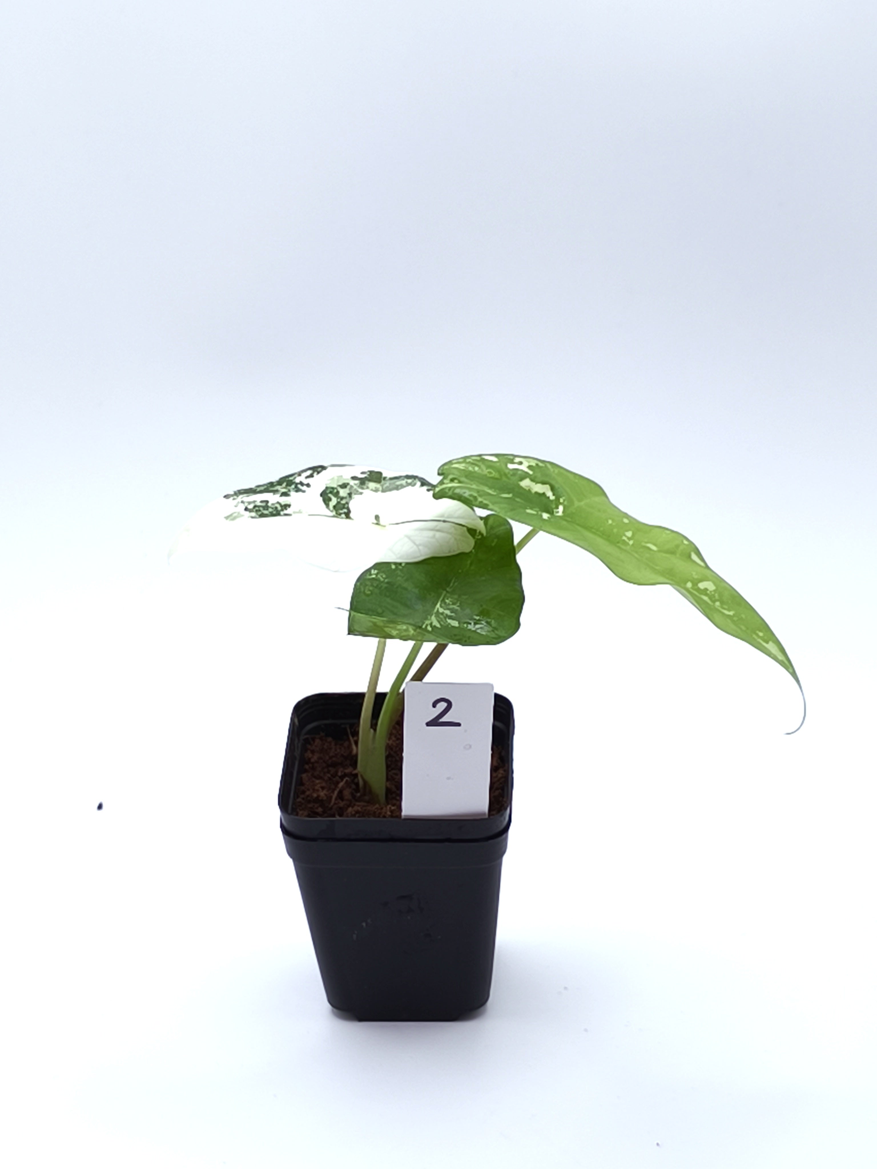 Alocasia Simpo Albo Variegata