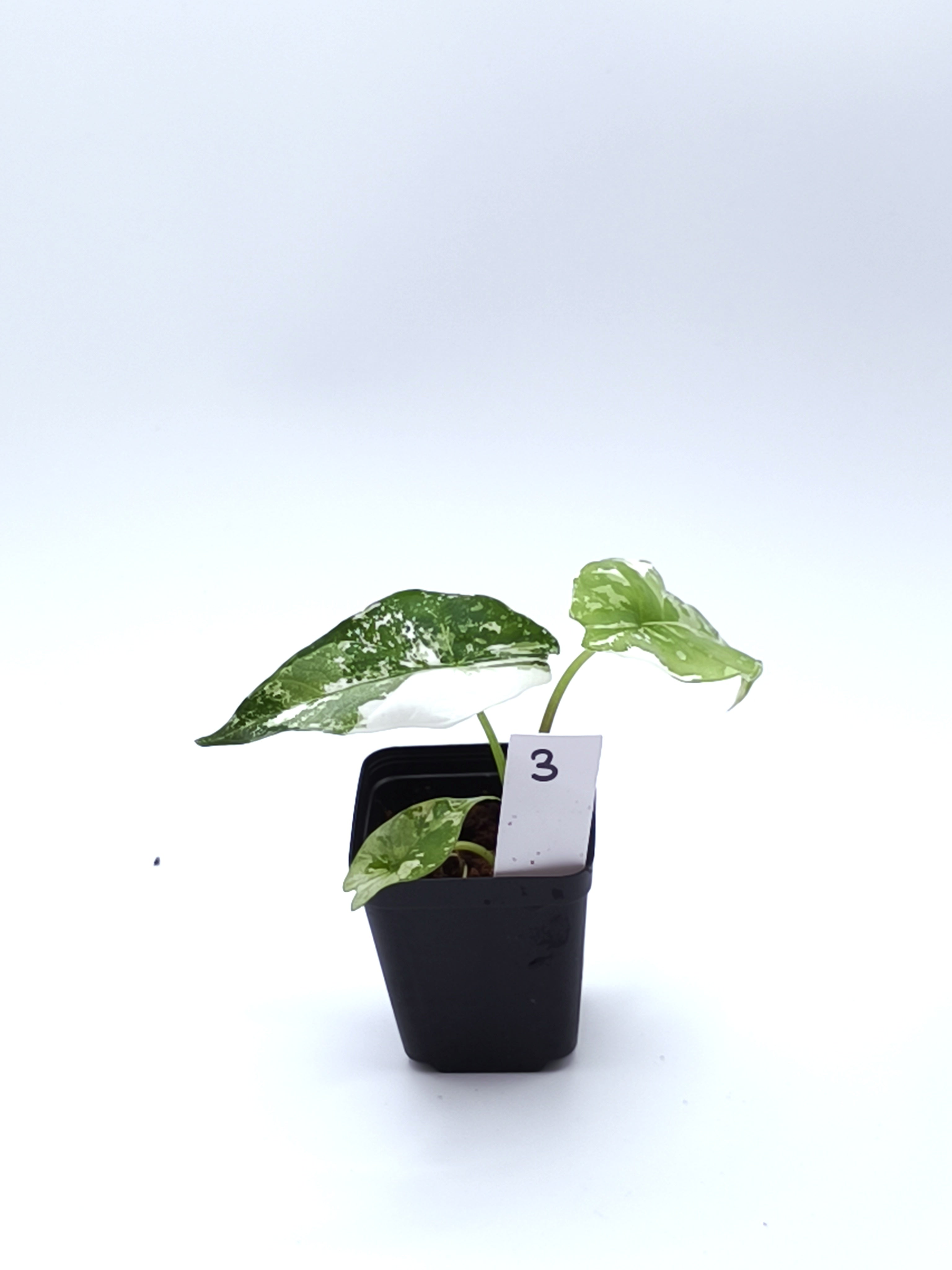Alocasia Simpo Albo Variegata