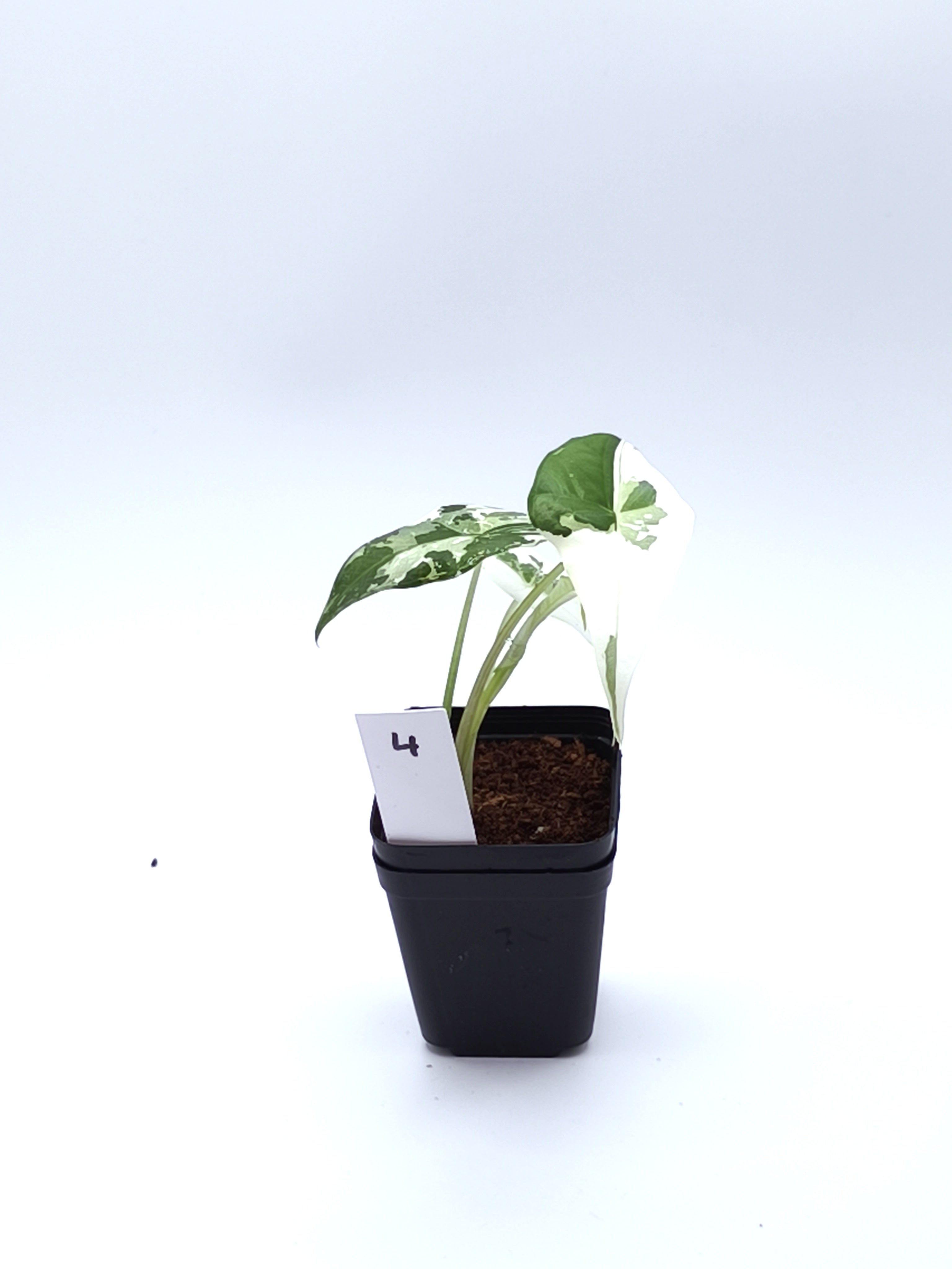 Alocasia Simpo Albo Variegata
