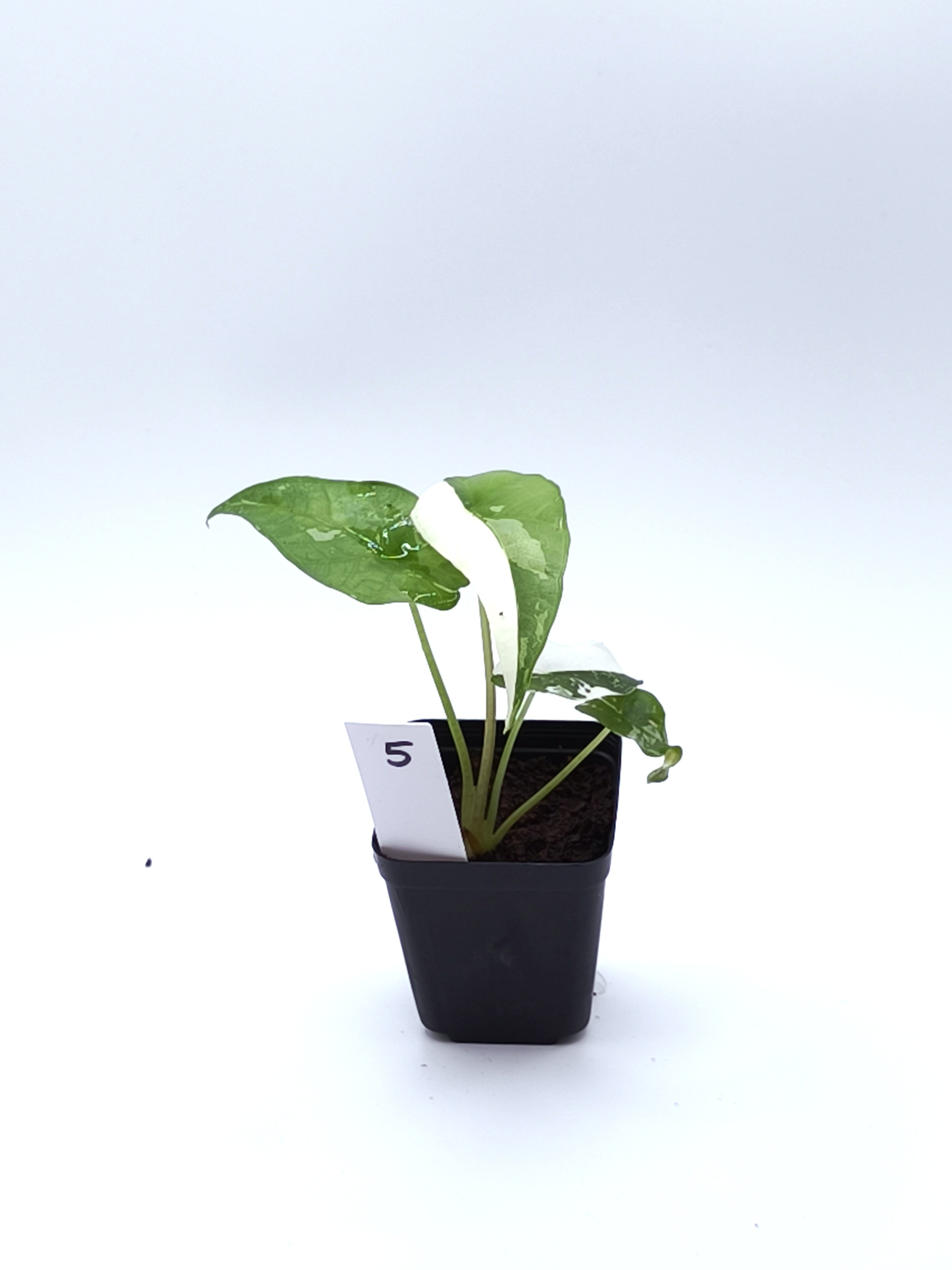 Alocasia Simpo Albo Variegata