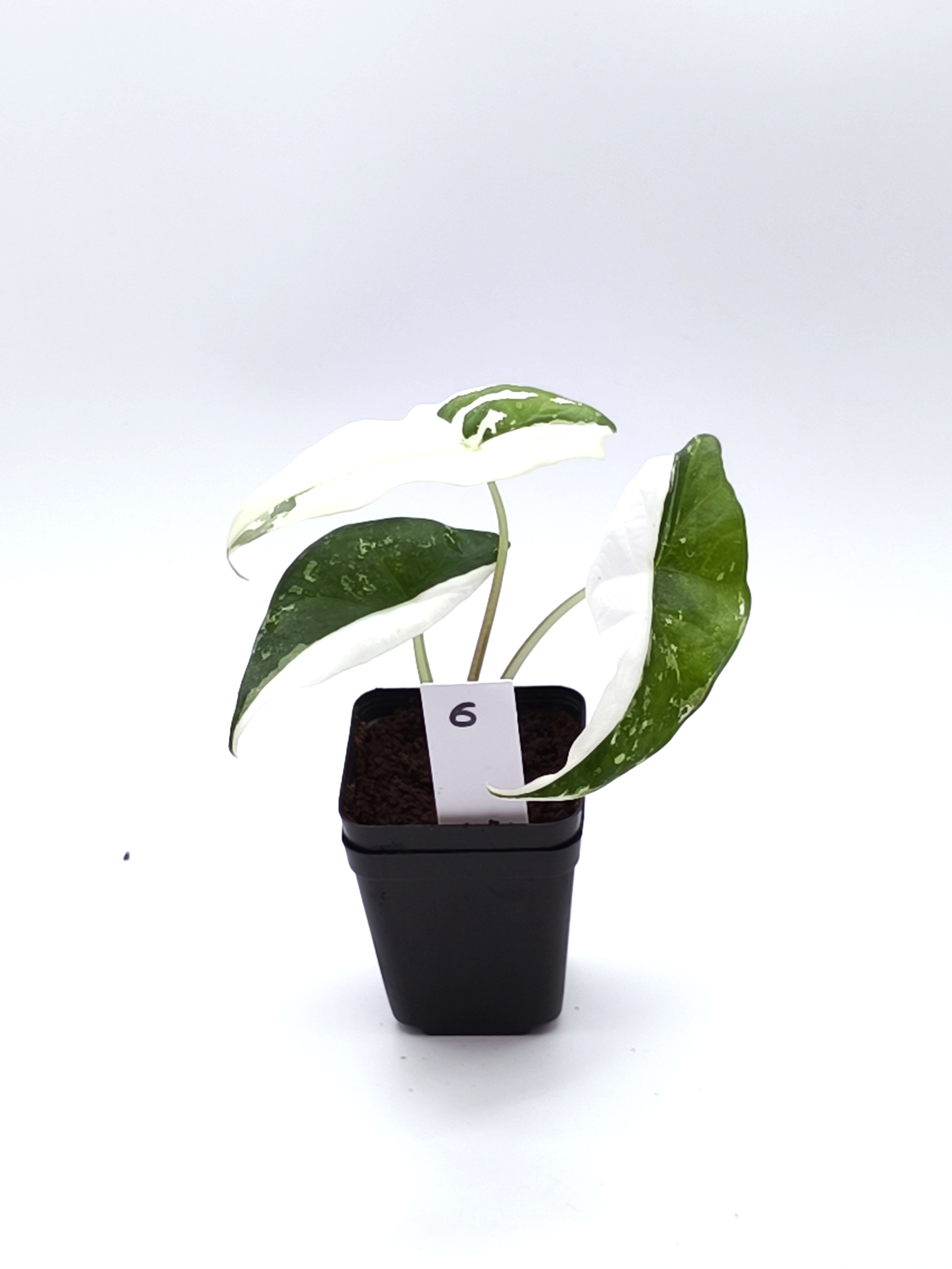Alocasia Simpo Albo Variegata