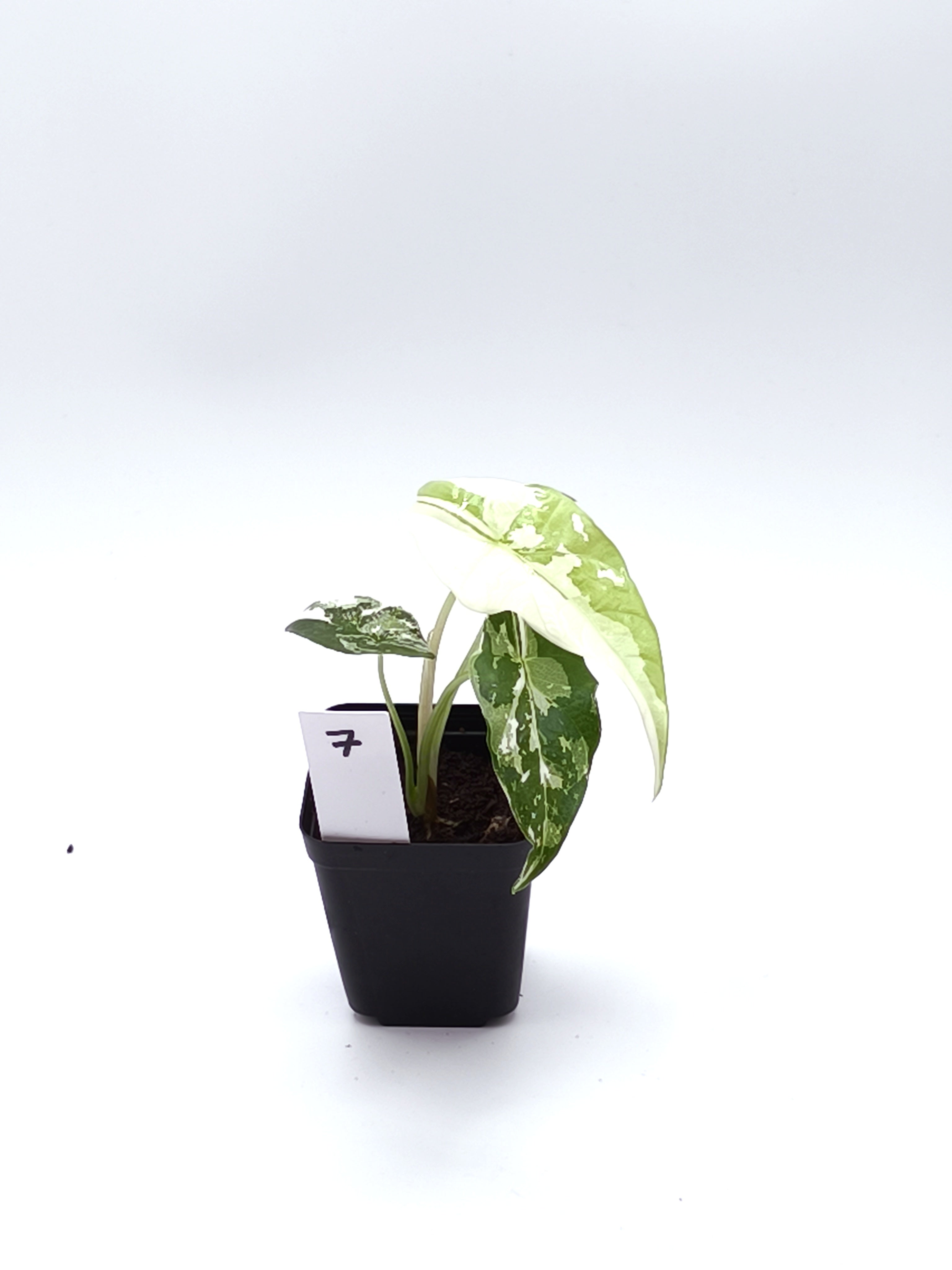 Alocasia Simpo Albo Variegata