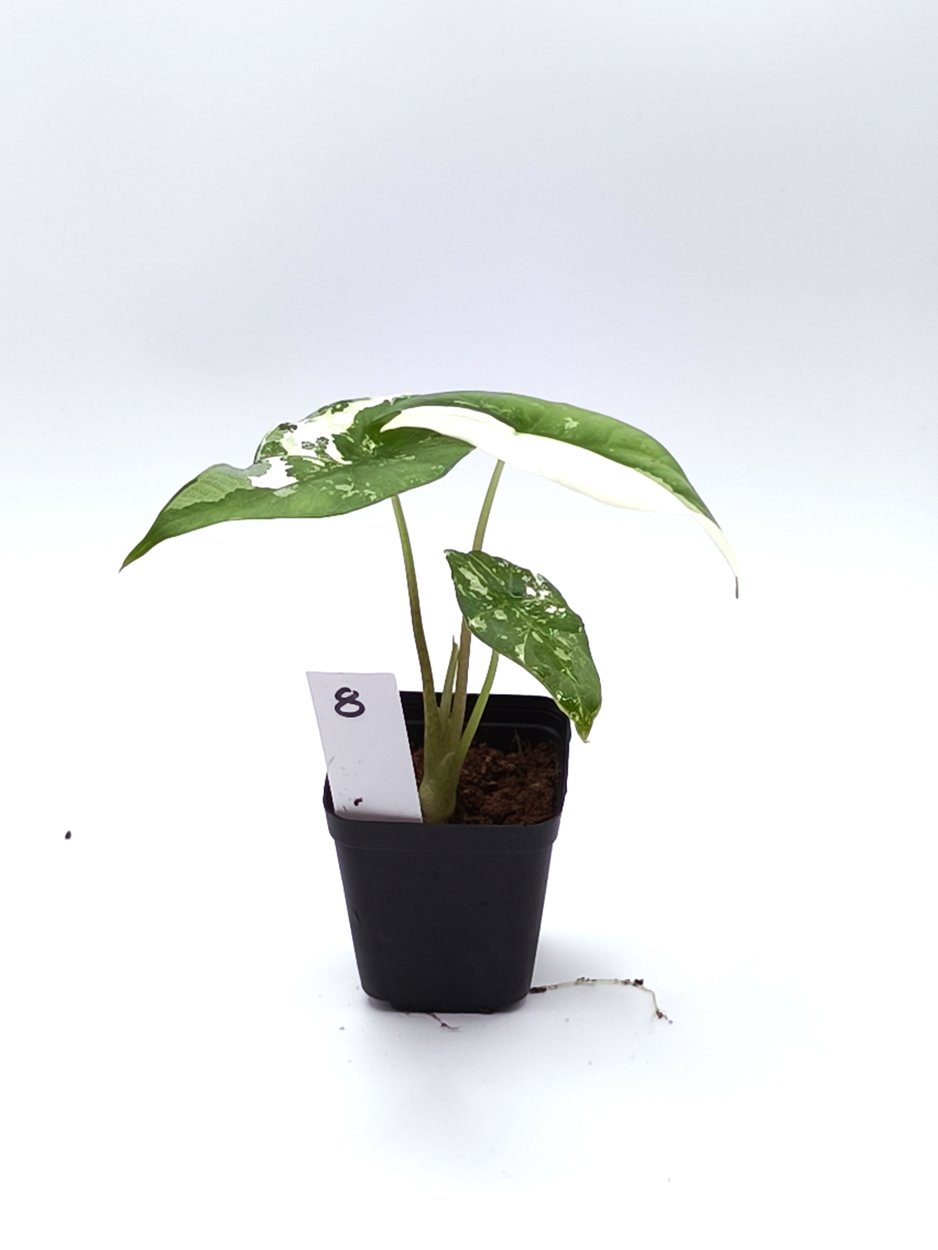 Alocasia Simpo Albo Variegata