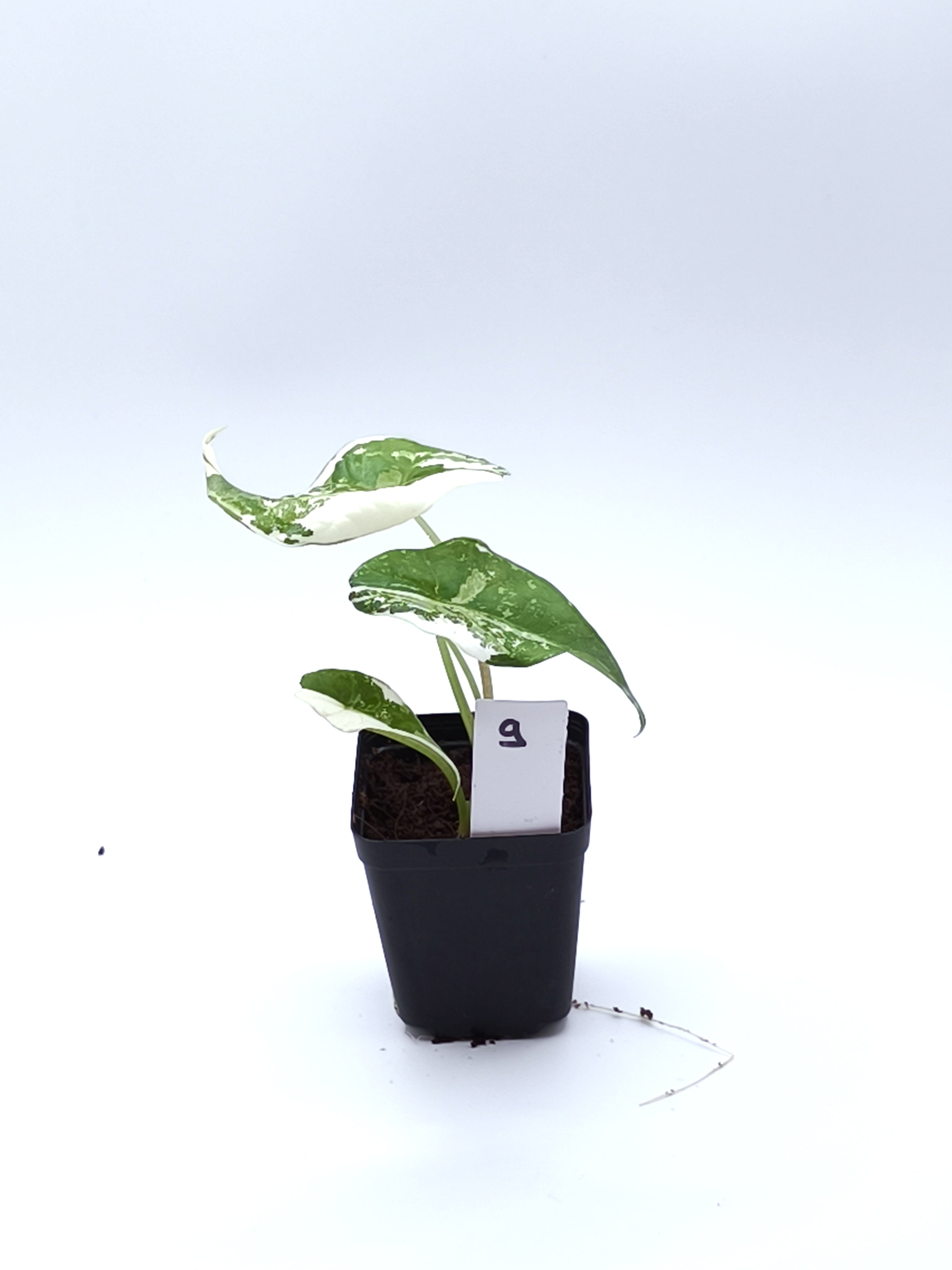 Alocasia Simpo Albo Variegata