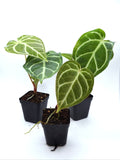 Anthurium Regale