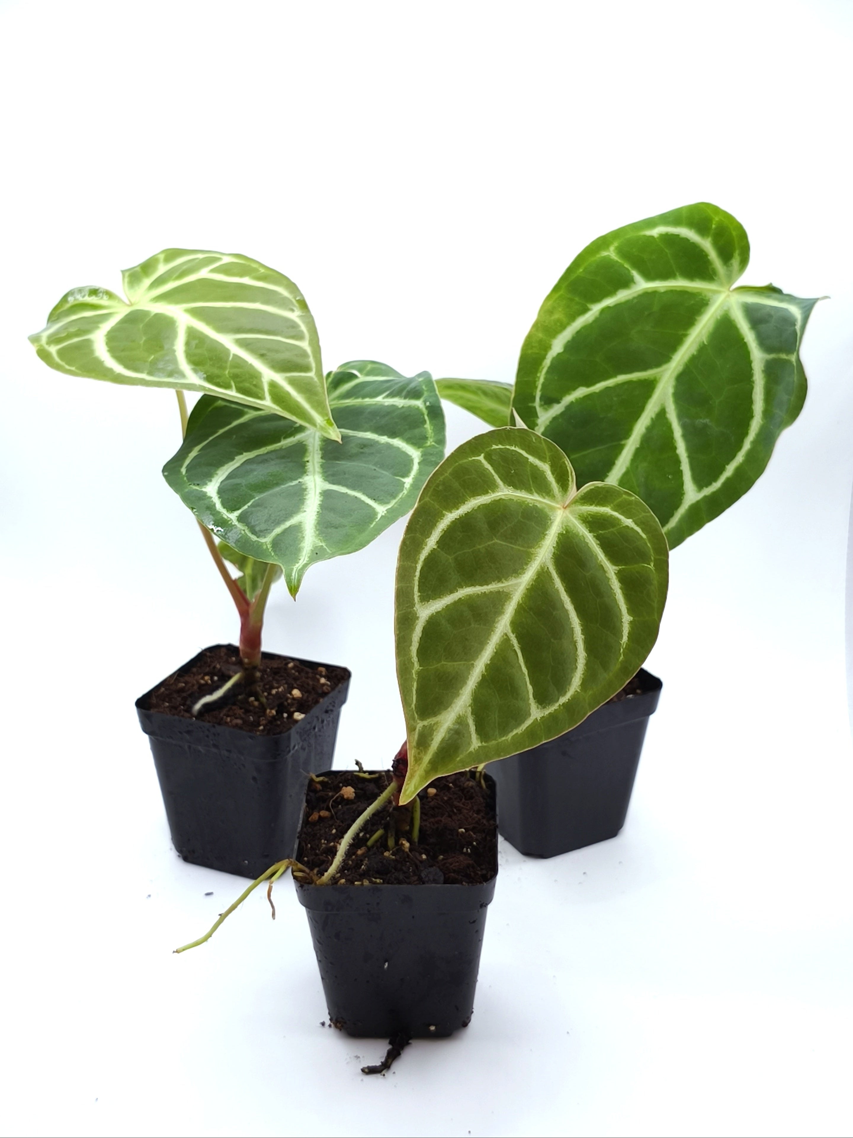 Anthurium Regale
