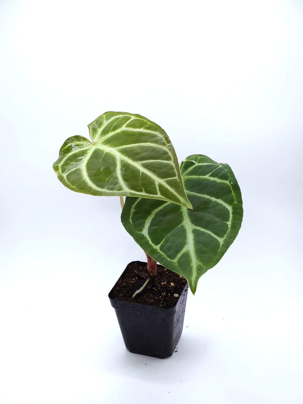 Anthurium Regale