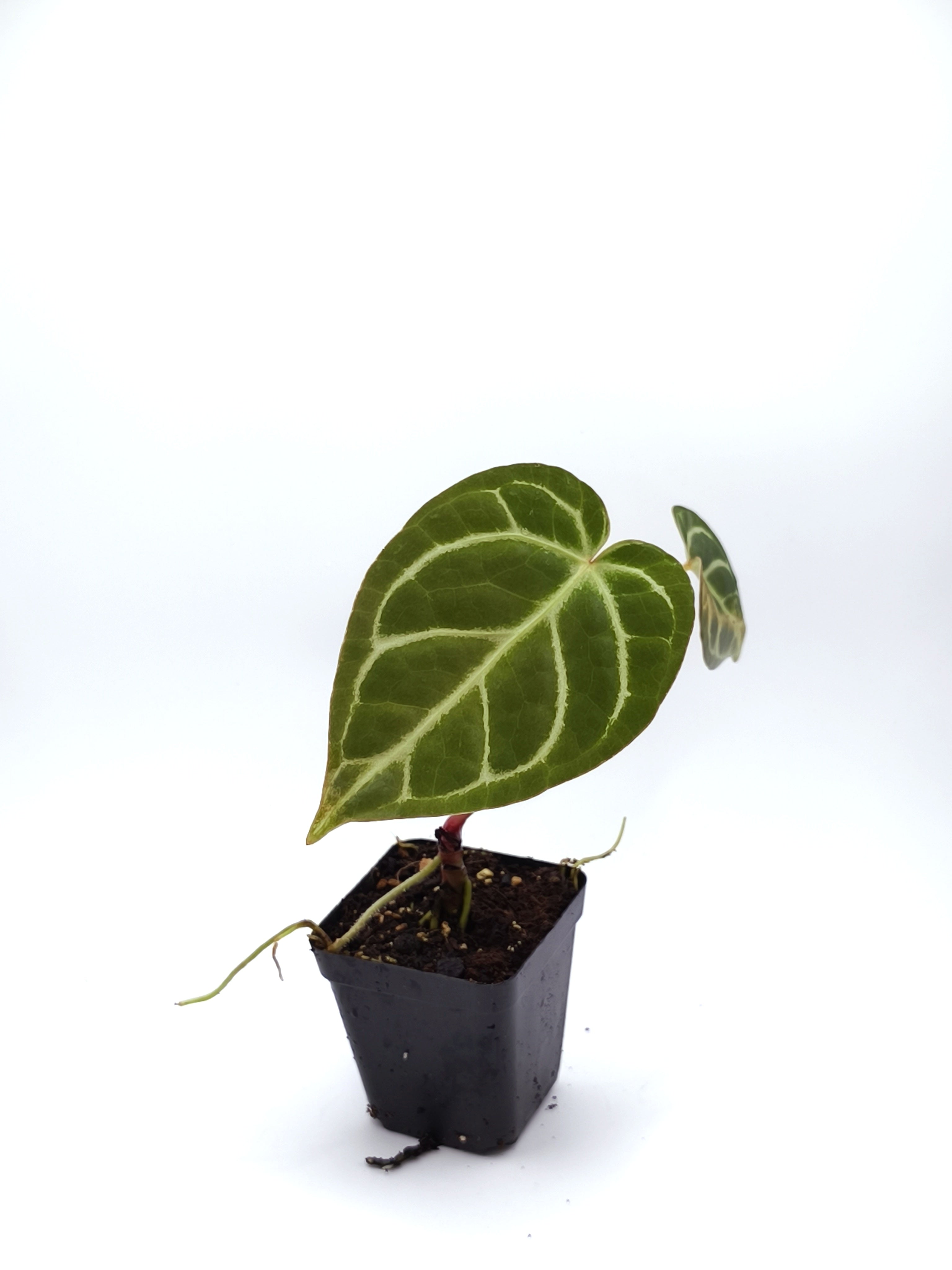 Anthurium Regale