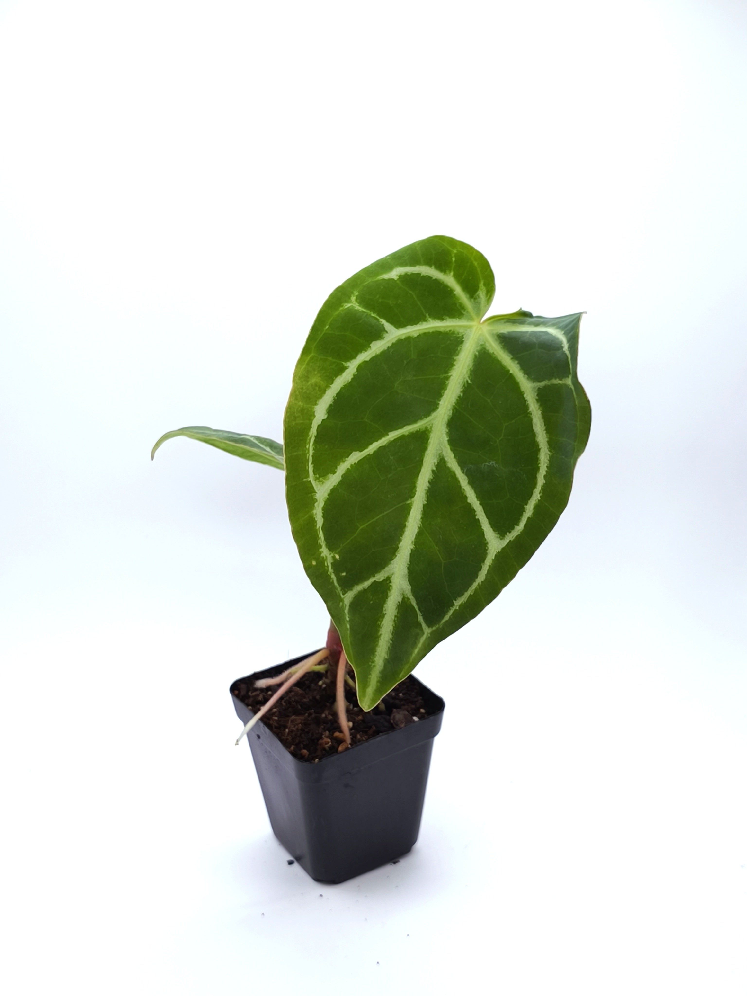 Anthurium Regale