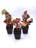 Syngonium Strawberry Ice