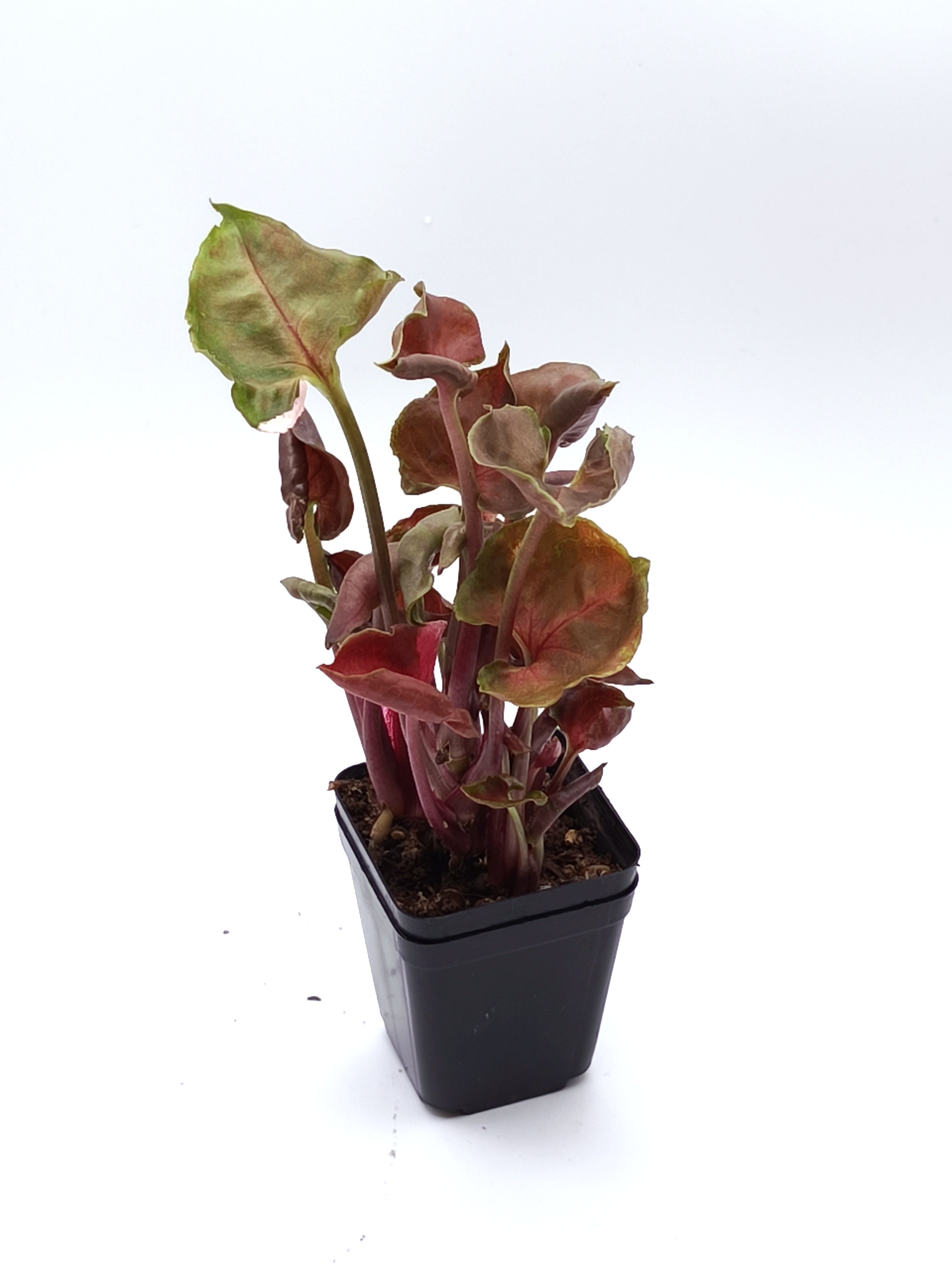 Syngonium Strawberry Ice