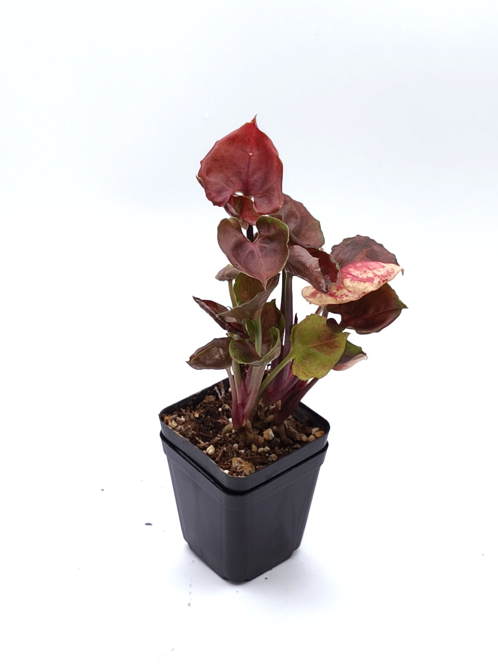 Syngonium Strawberry Ice