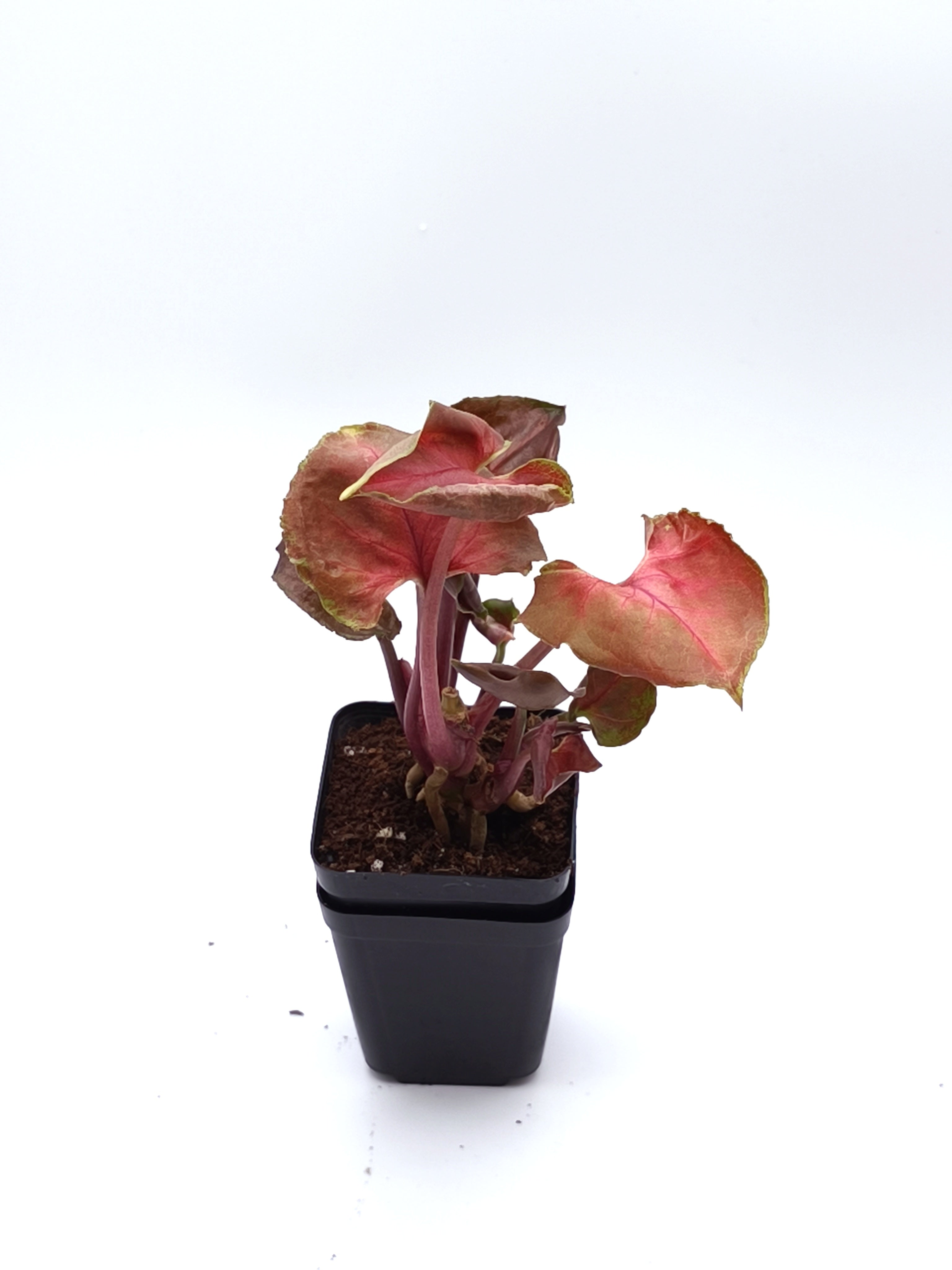 Syngonium Strawberry Ice