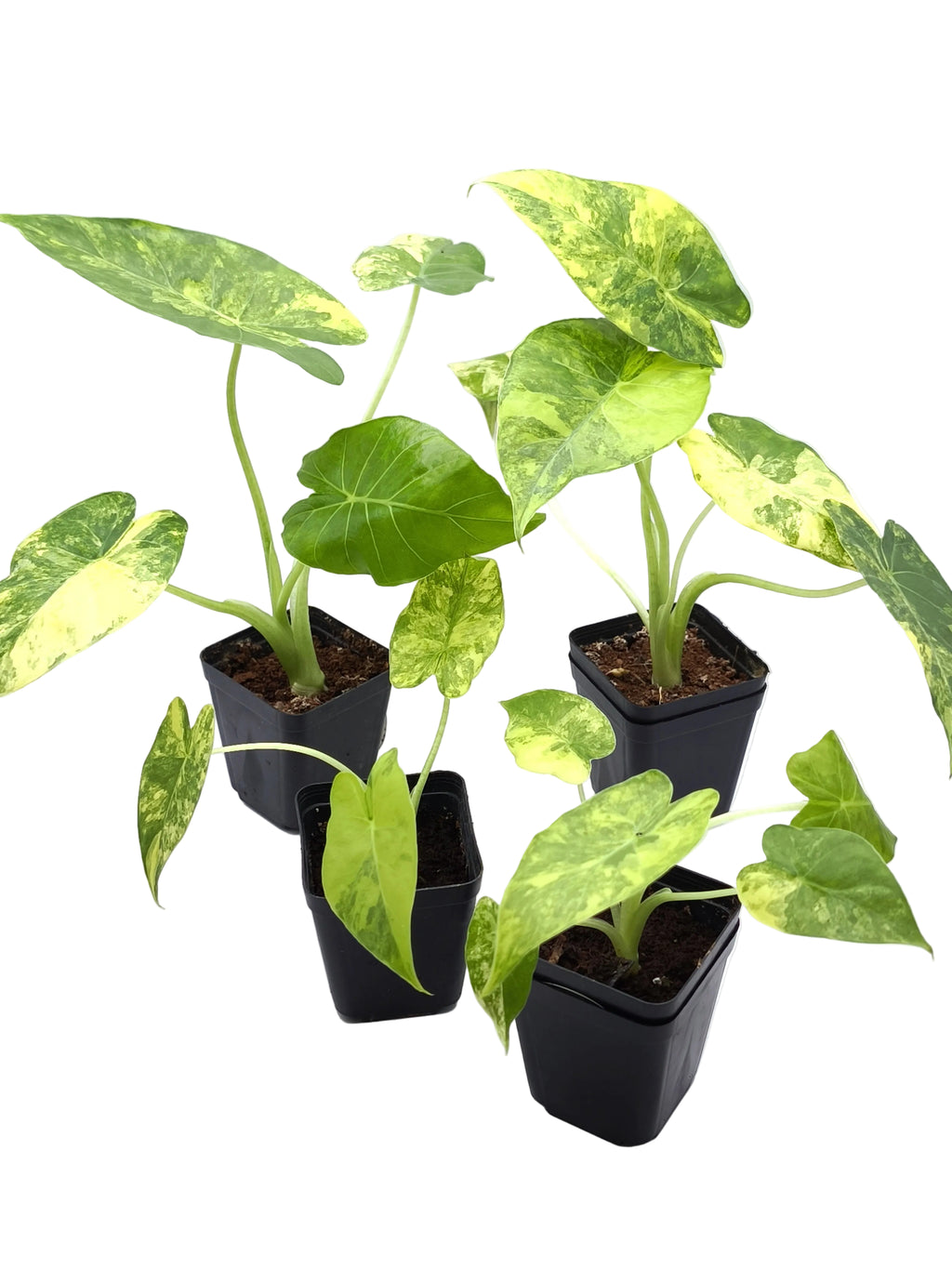 Alocasia Gageana Aurea Variegata