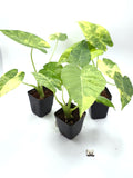 Alocasia Gageana Aurea Variegata