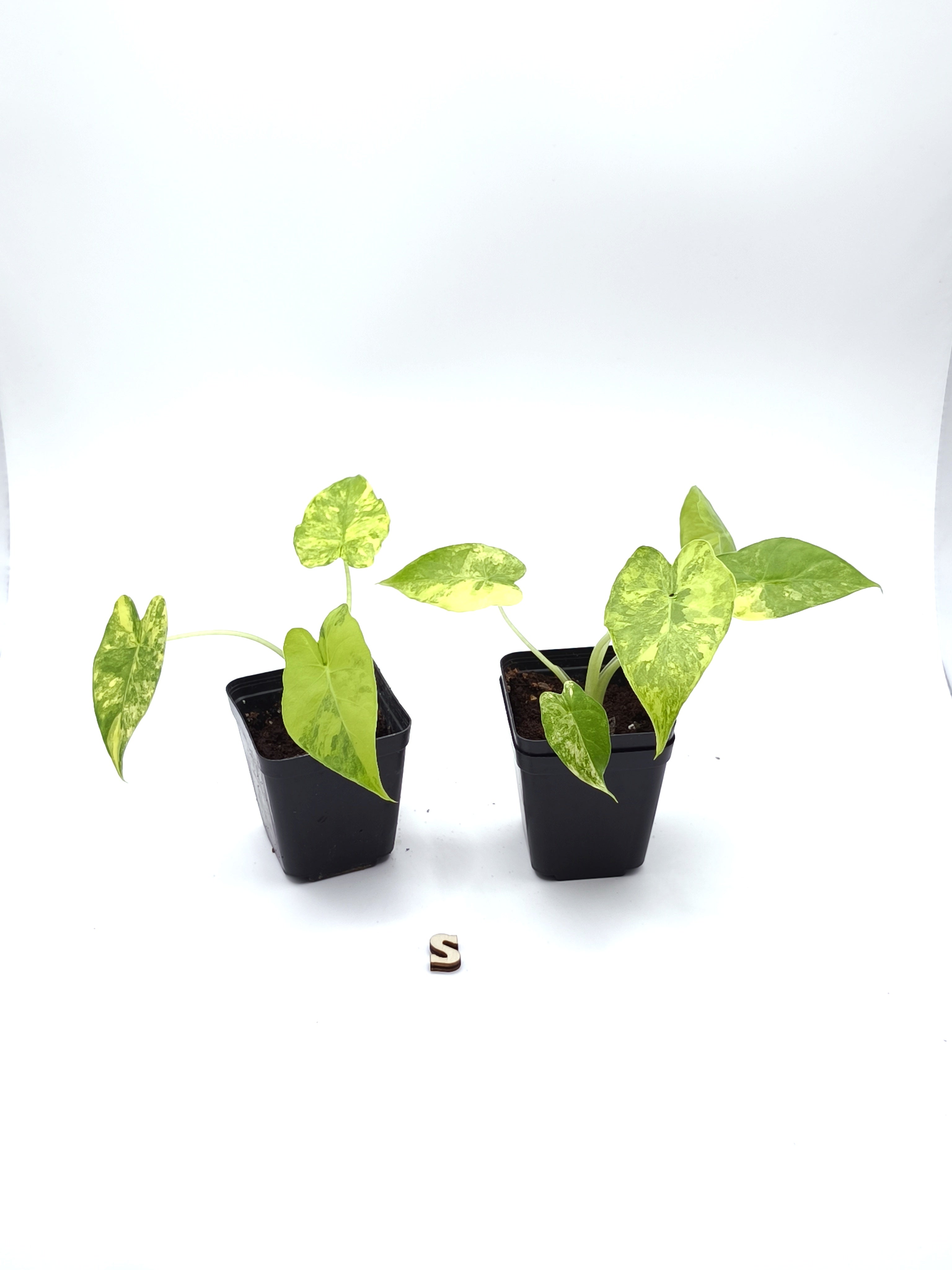 Alocasia Gageana Aurea Variegata
