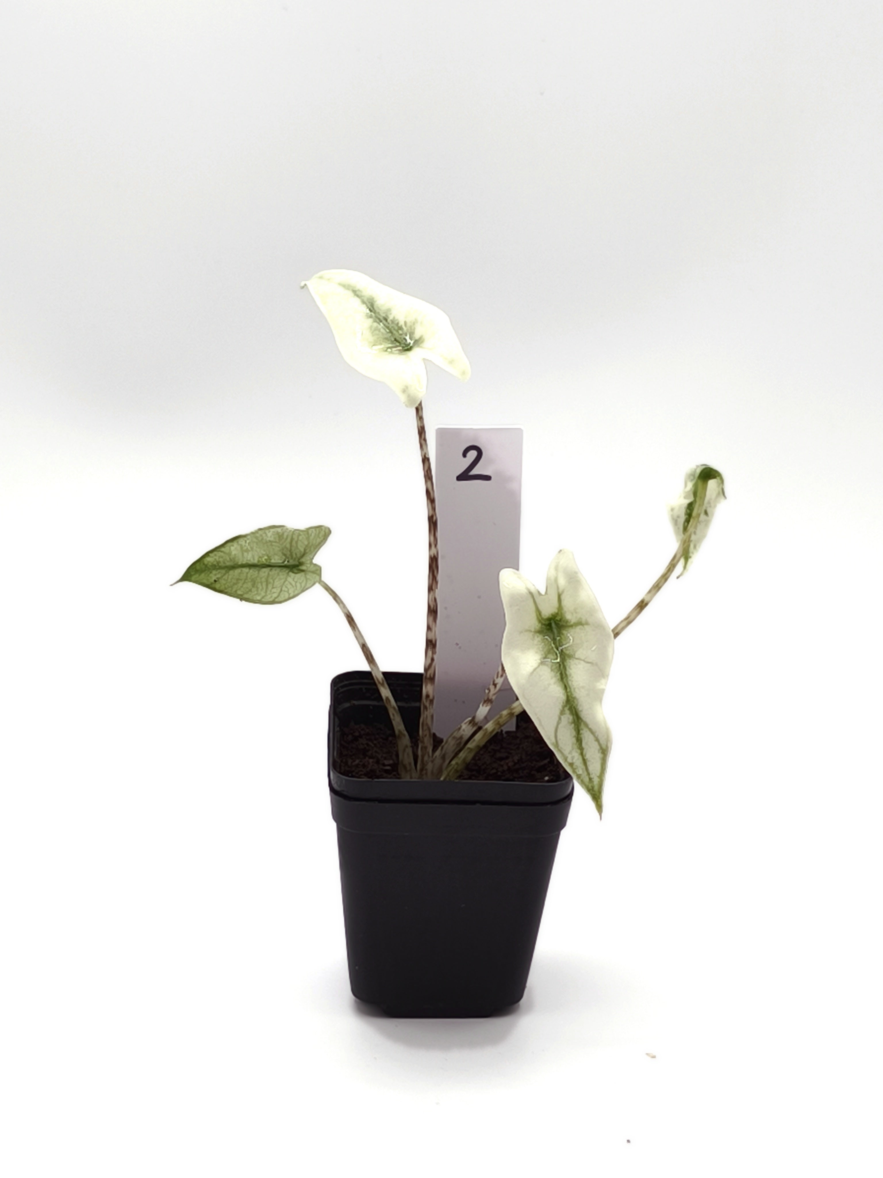 Alocasia Zebrina Mint Variegata