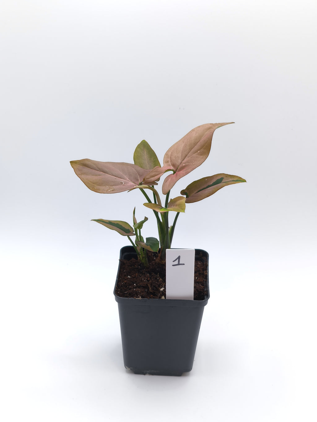 Syngonium Pink Splash