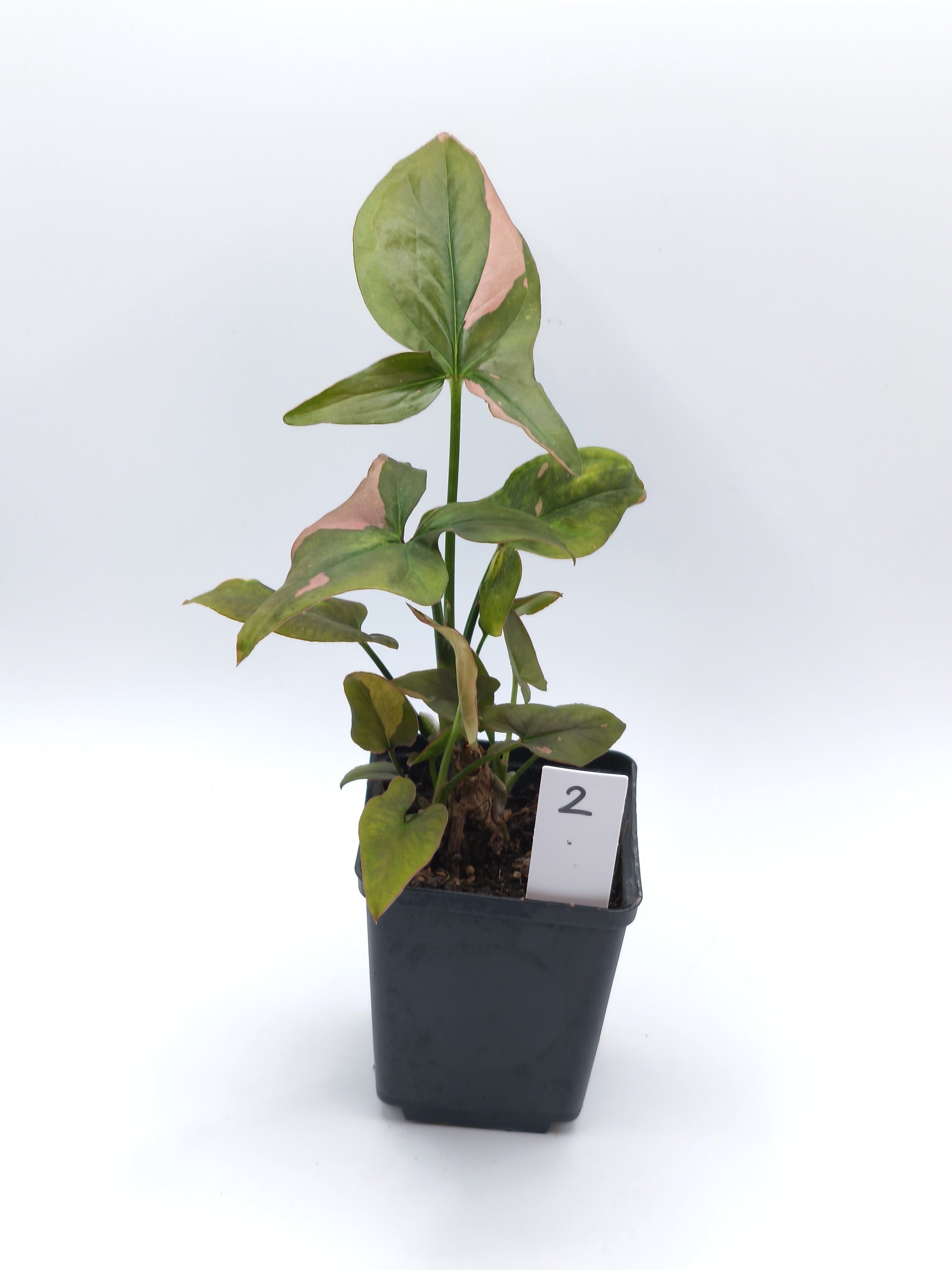 Syngonium Pink Splash