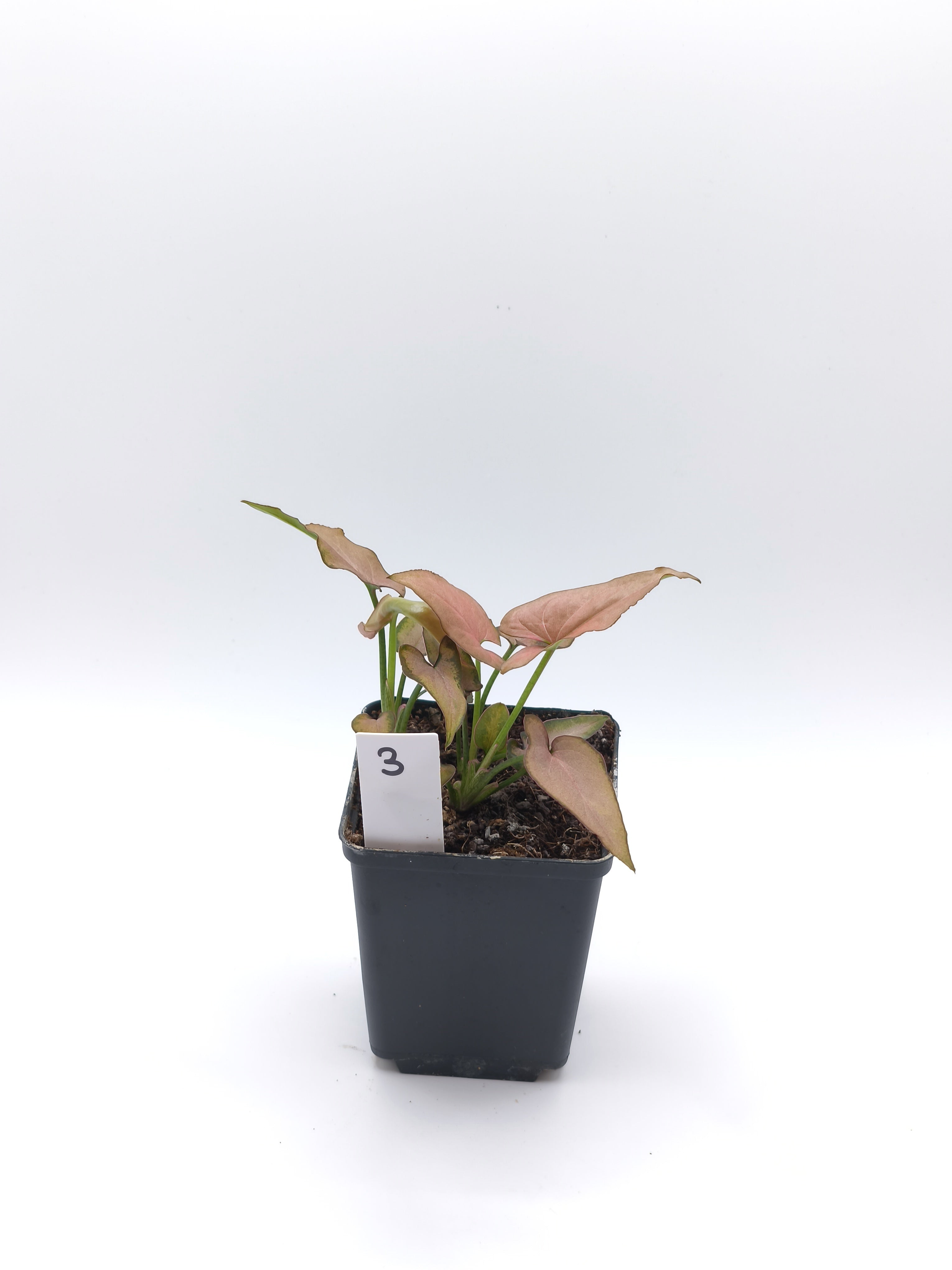 Syngonium Pink Splash