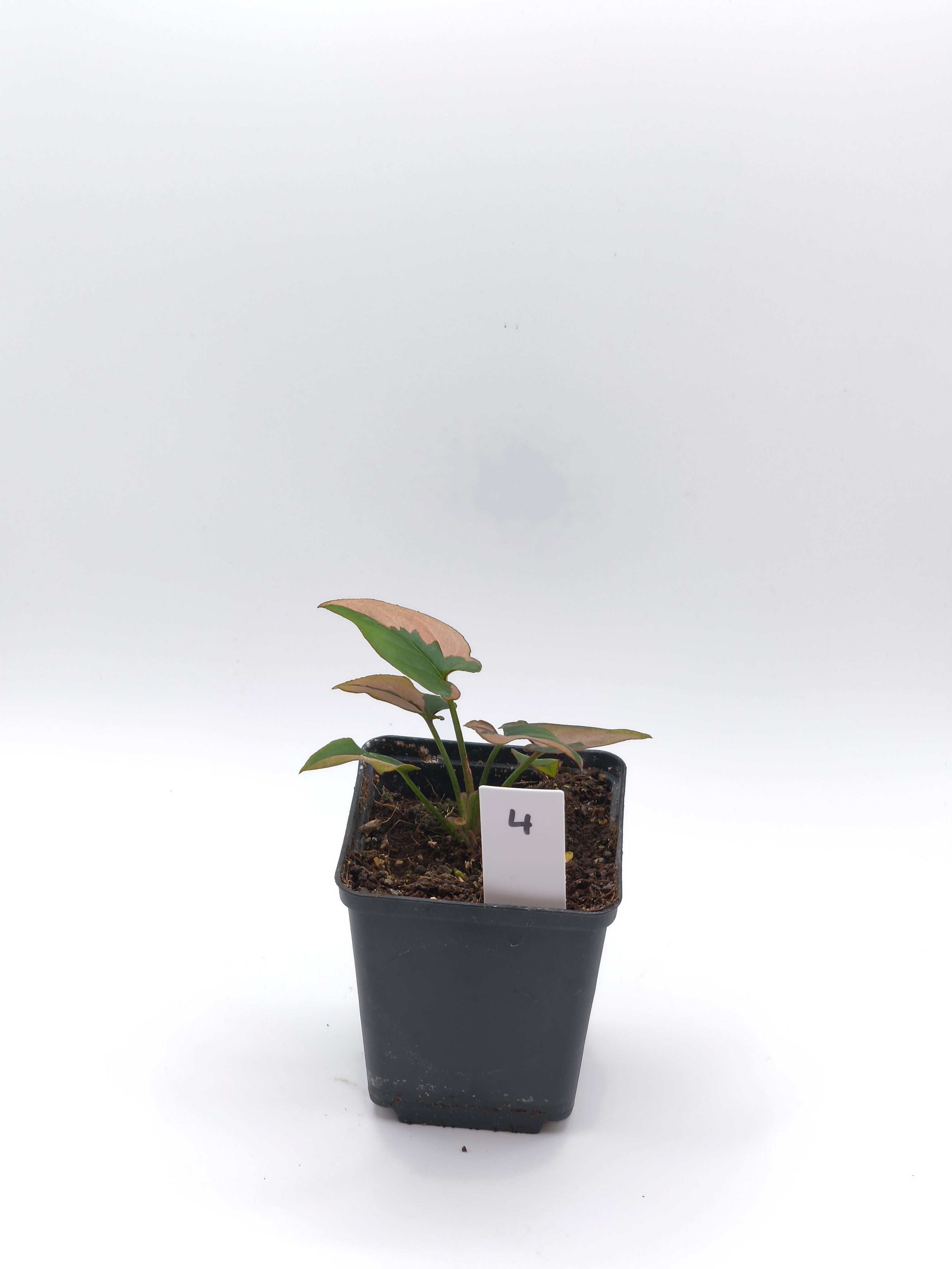 Syngonium Pink Splash