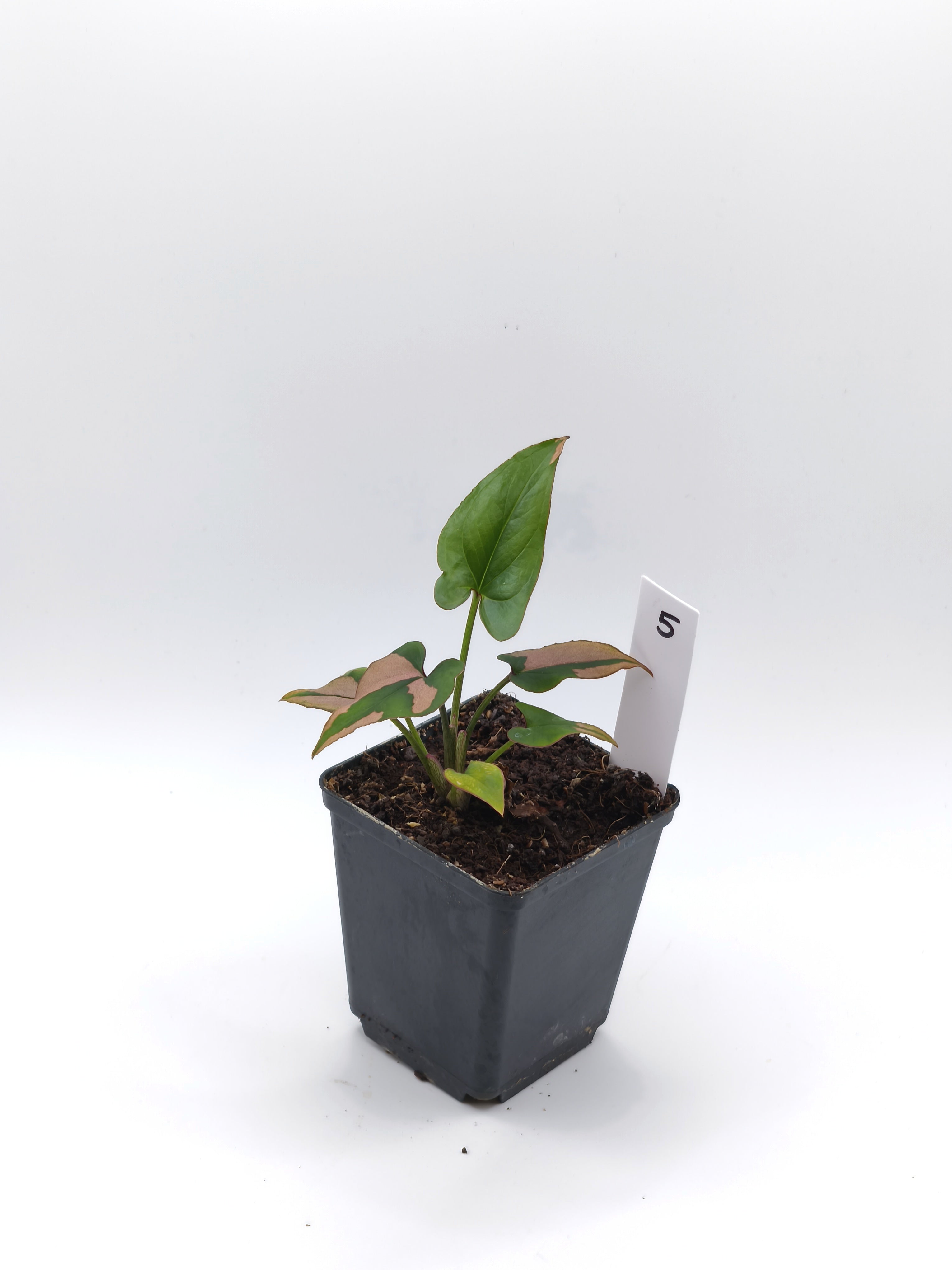 Syngonium Pink Splash