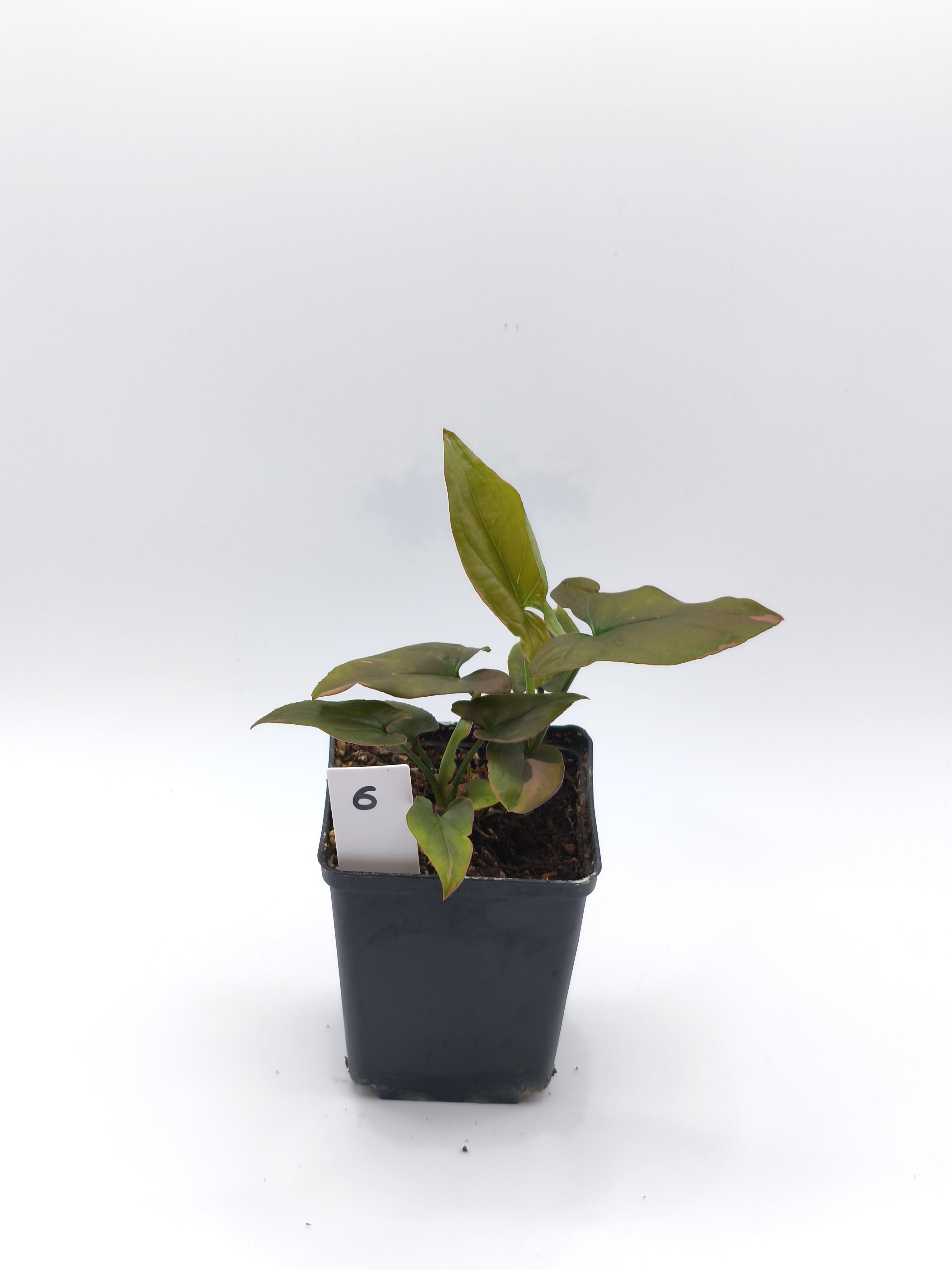 Syngonium Pink Splash