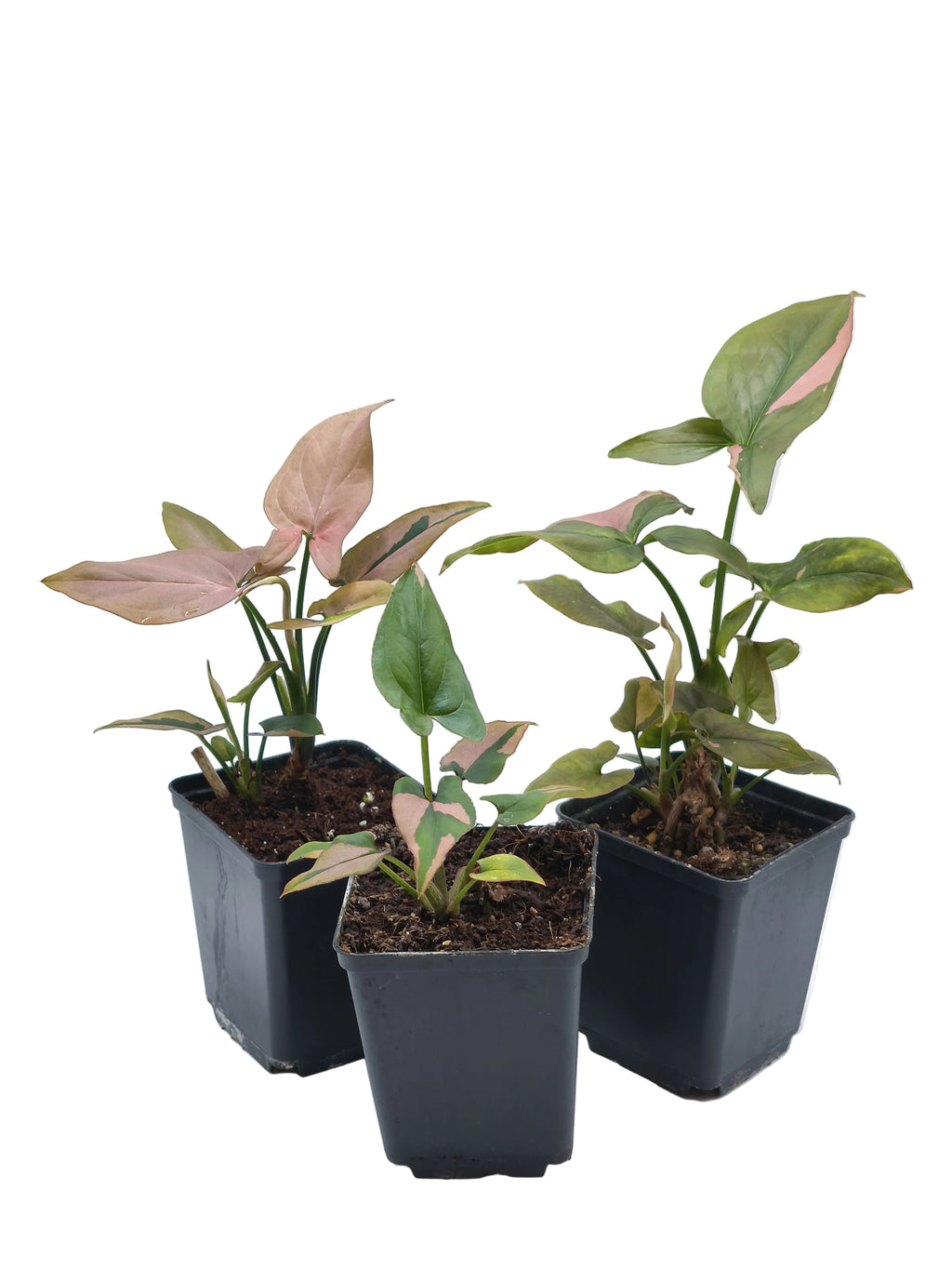 Syngonium Pink Splash